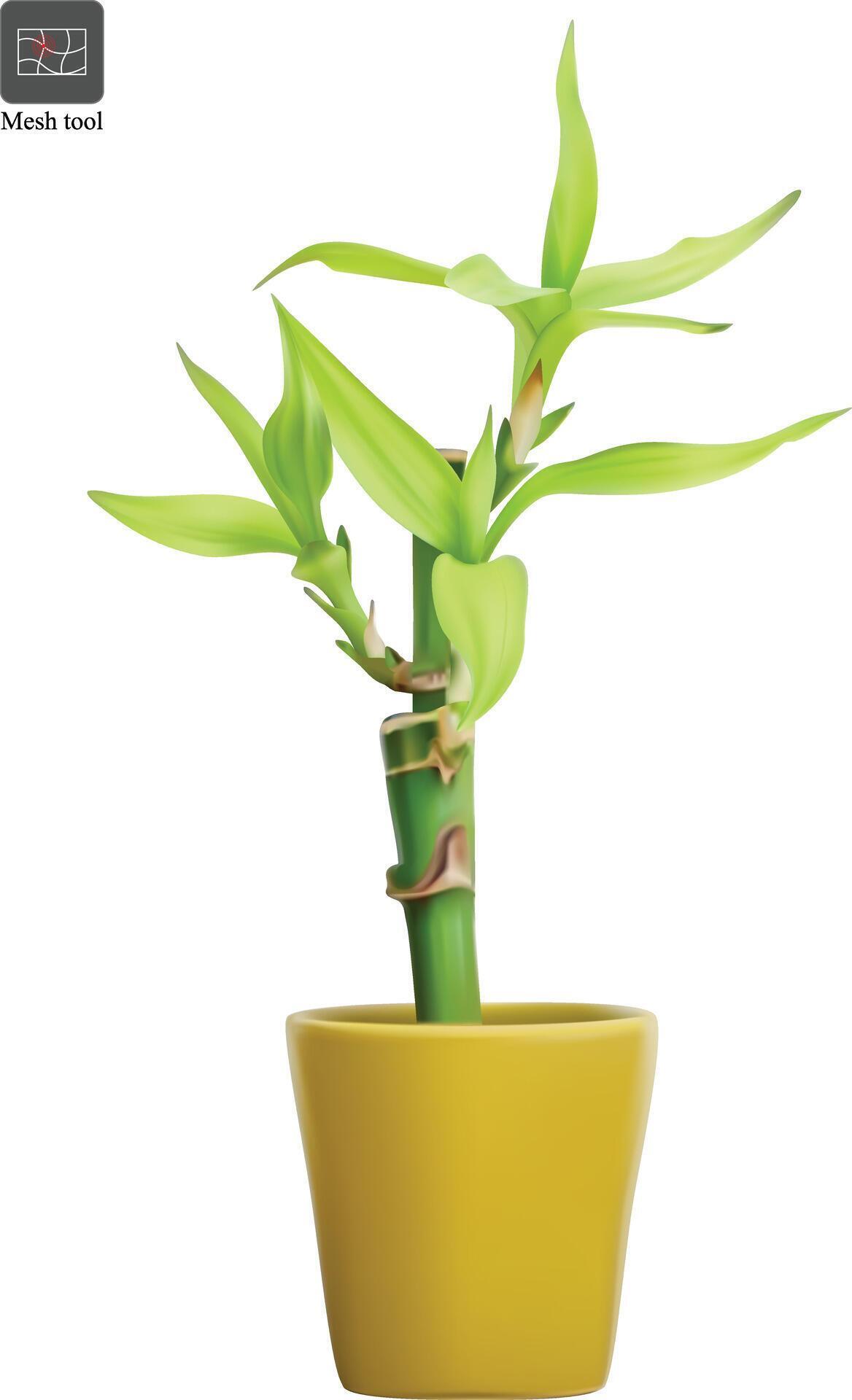 bamboo plant plant in a yellow pot with the title the year on the bottom Stock Free