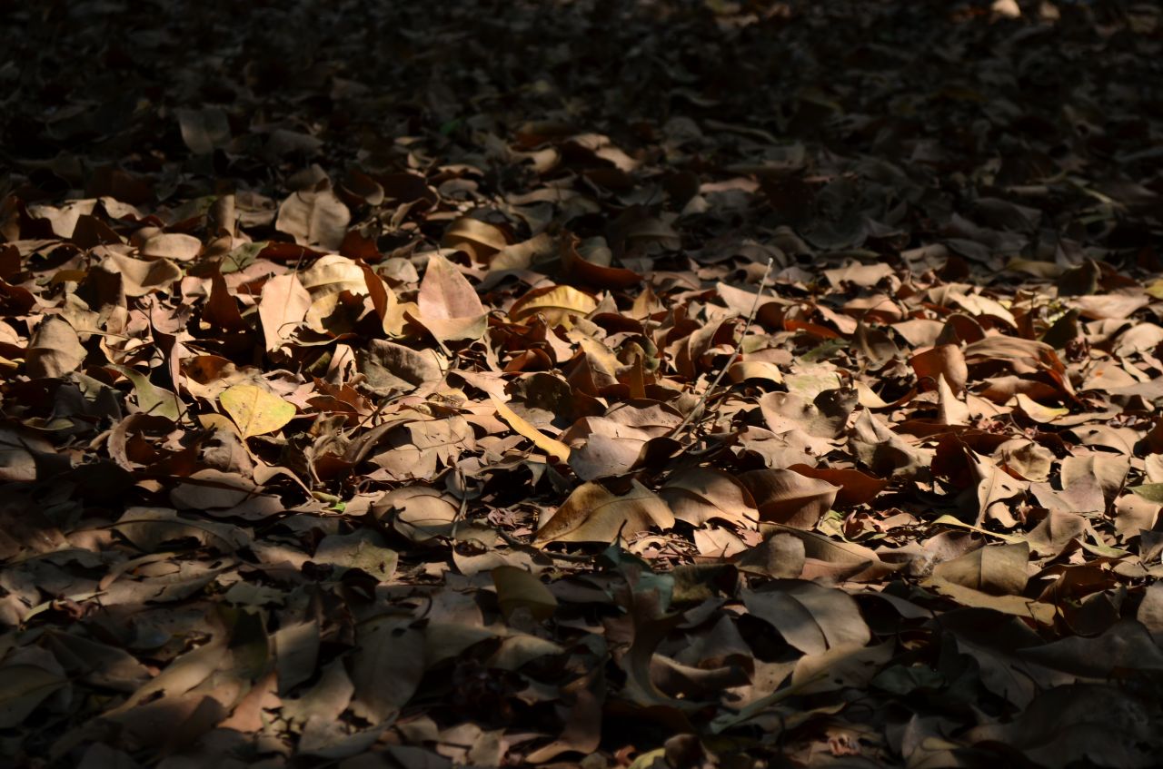 Old Leaves On Ground Stock Free