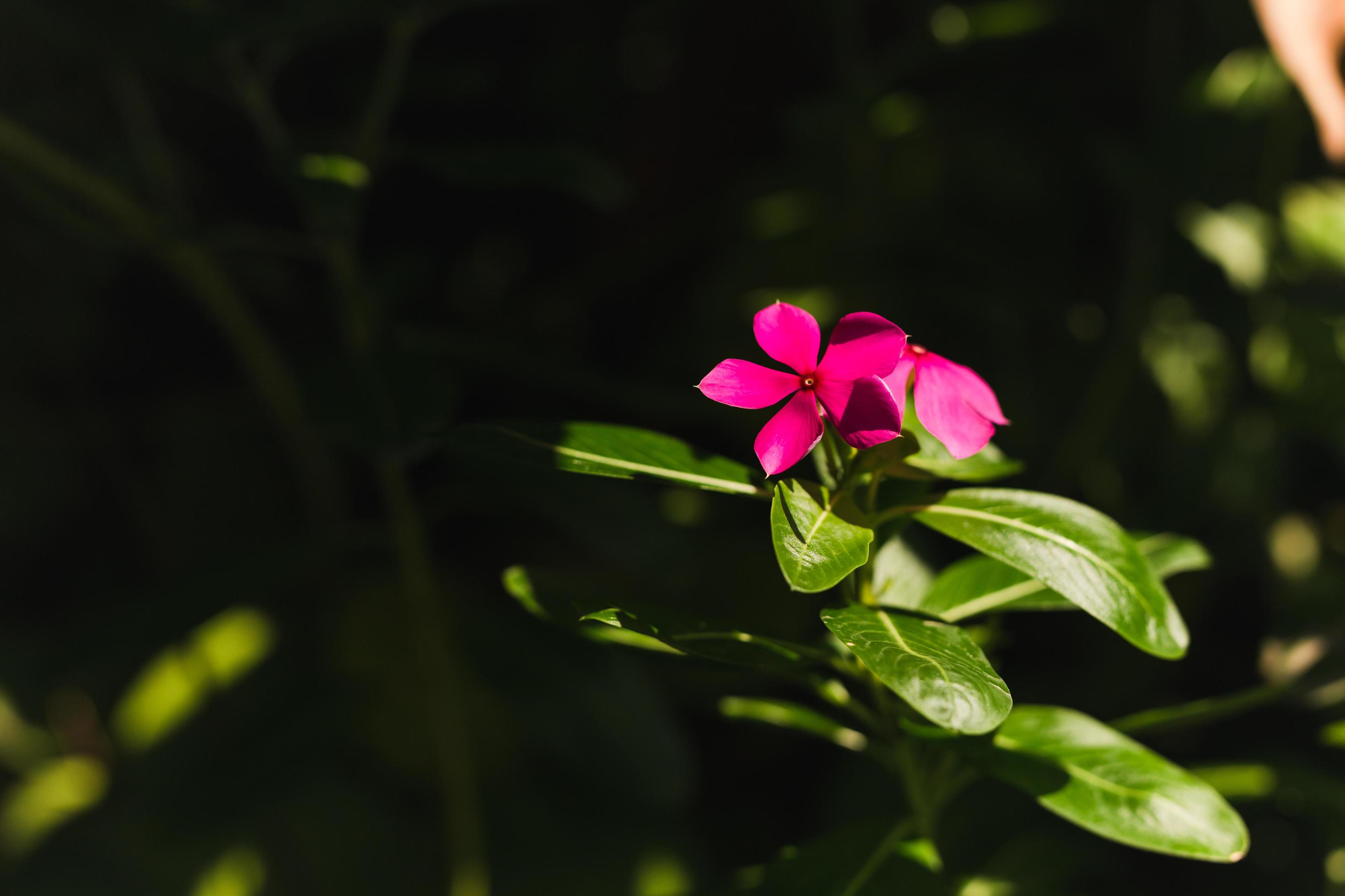 Madagascar periwinkle purple flowers in the garden with nature sunlight. Stock Free