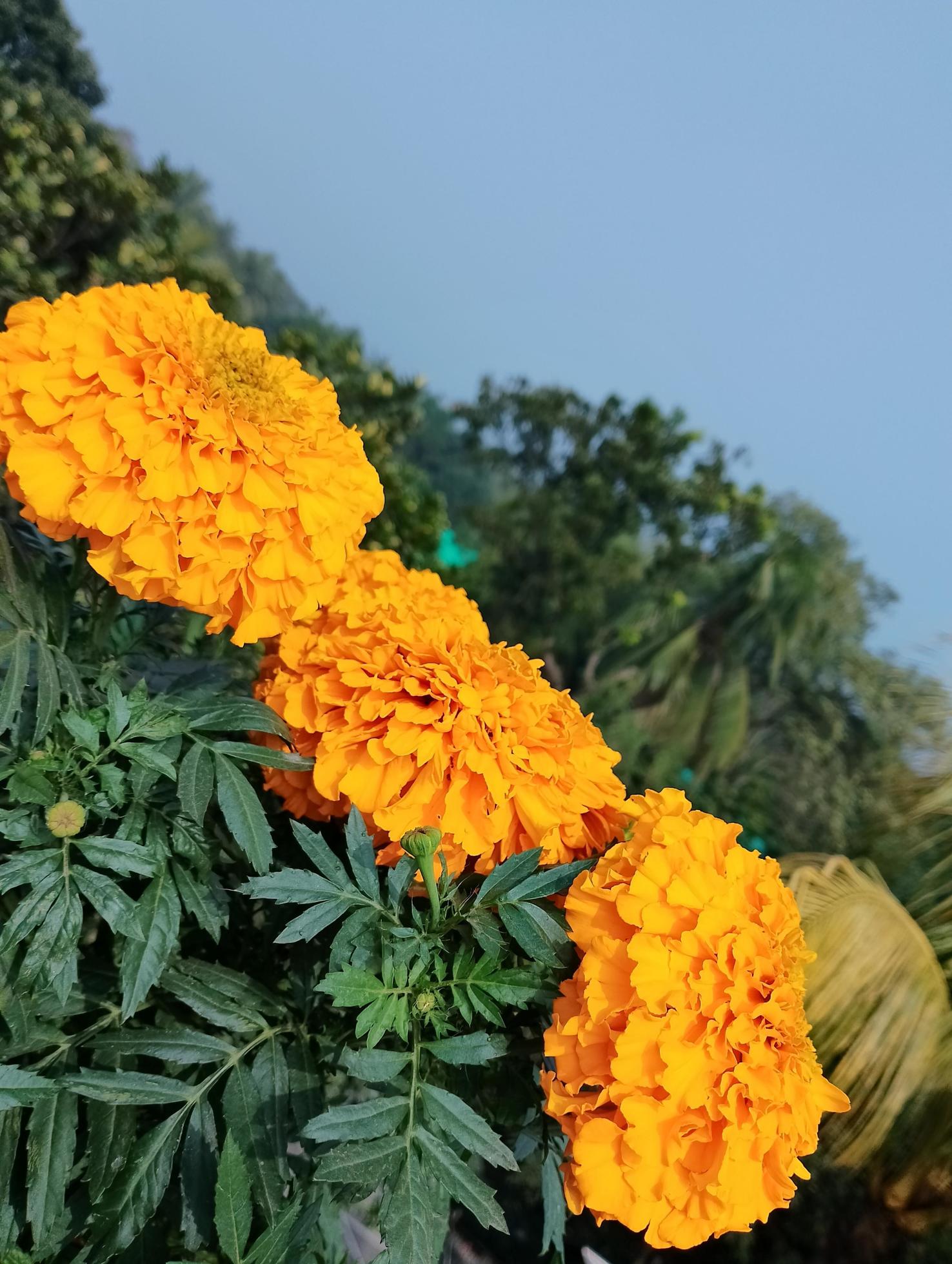 Closeup of orange marigold flowers Stock Free