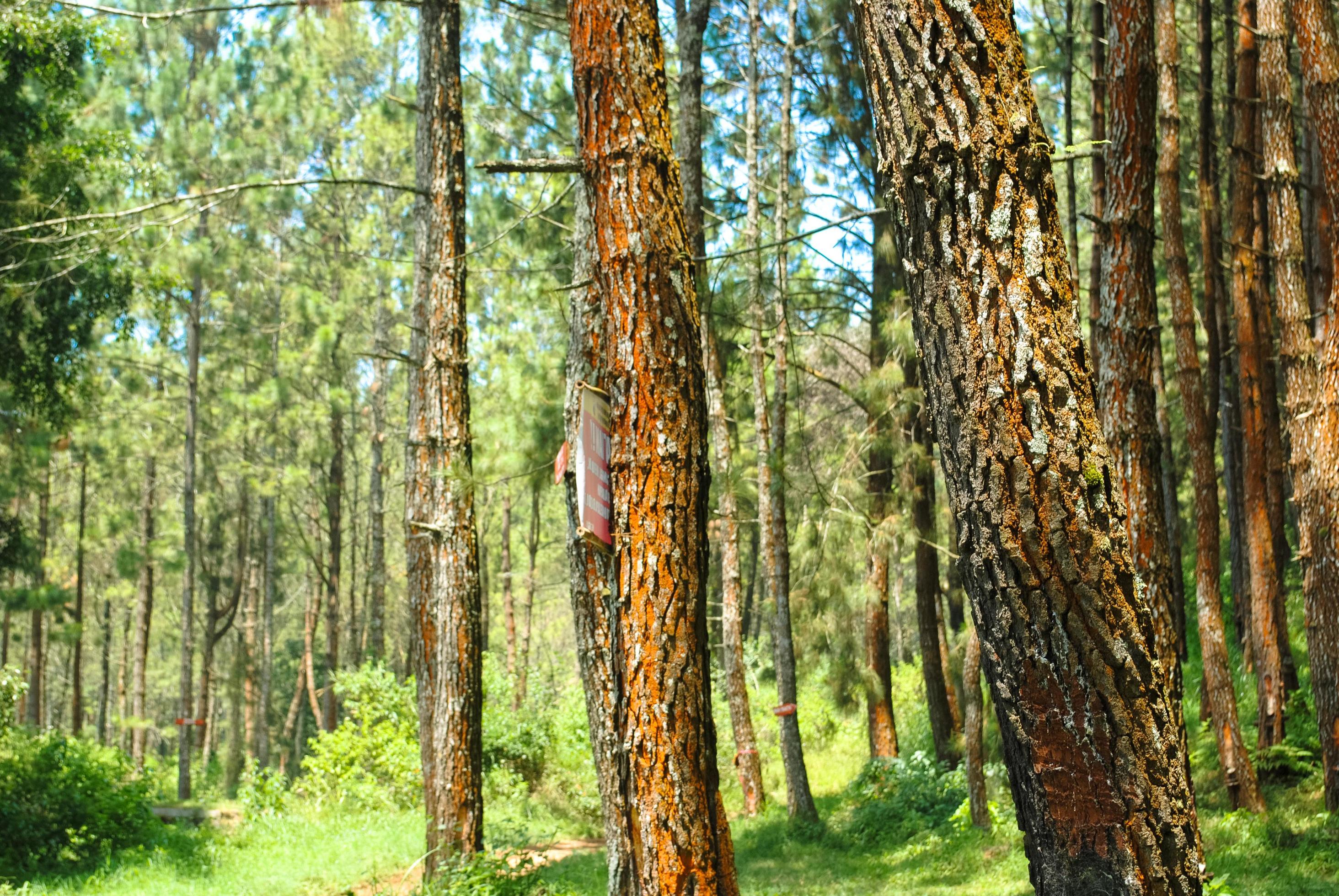 the natural scenery of the wood forest that is suitable as a background Stock Free