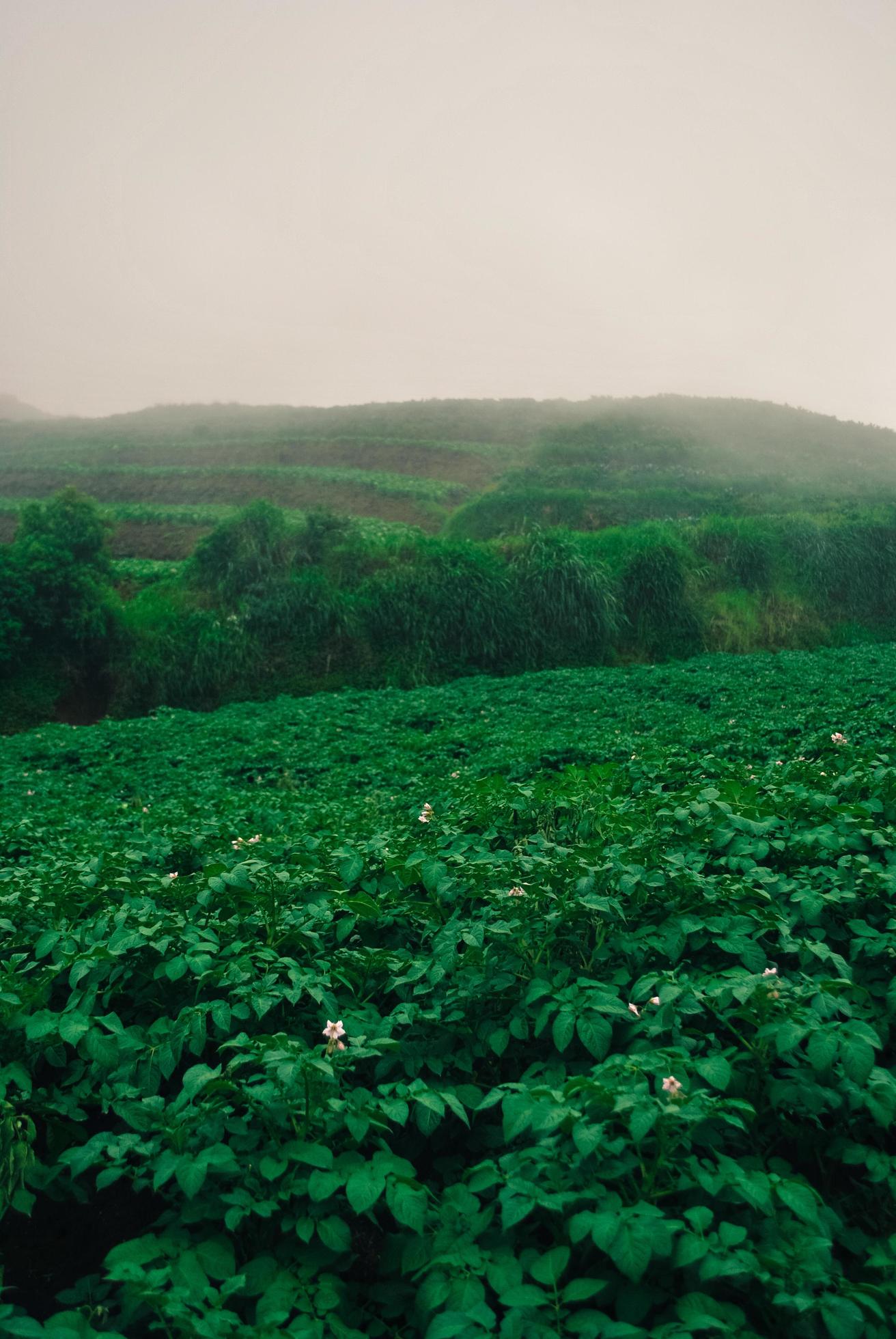 the scenery in the highlands in Indonesia with green and foggy natural scenery Stock Free