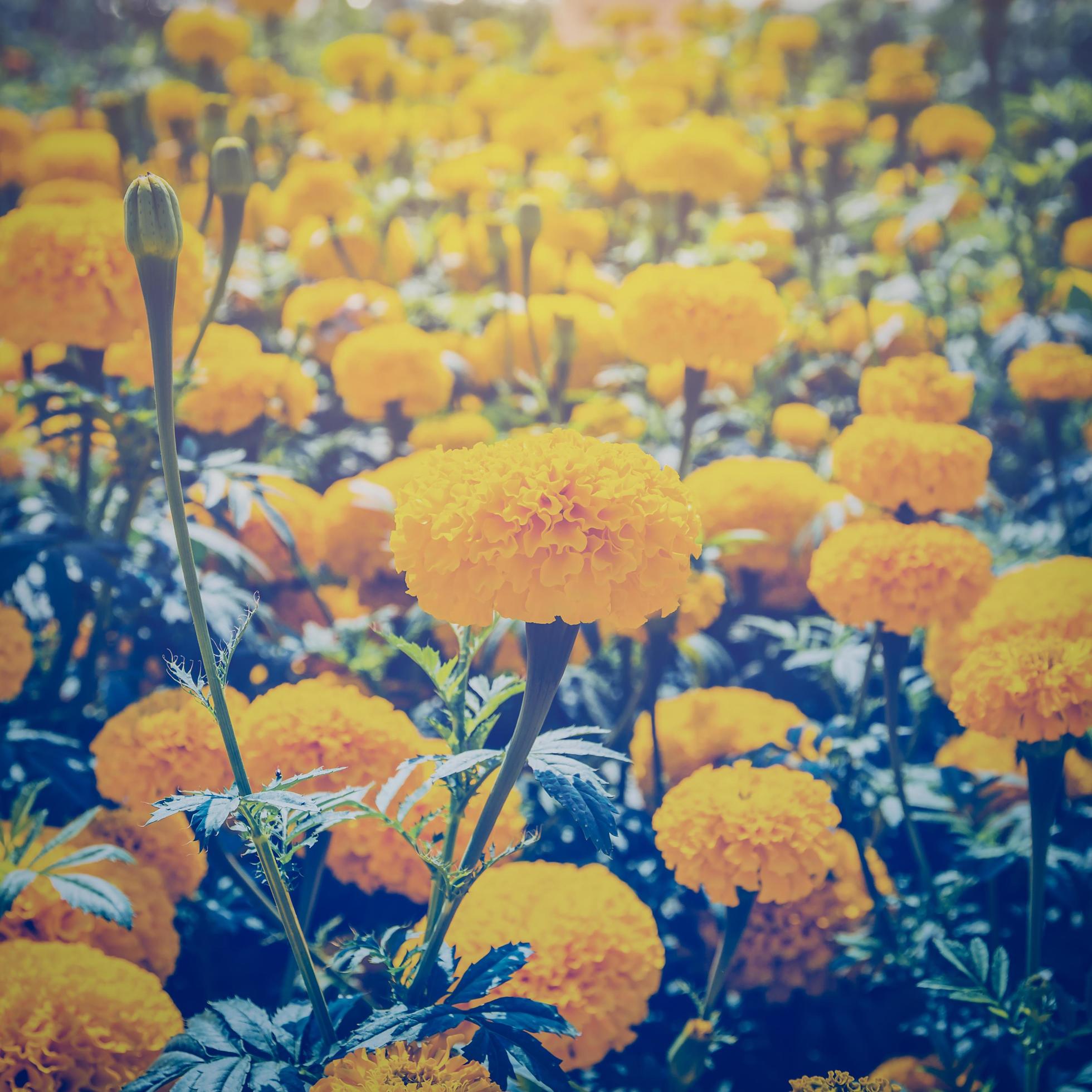 marigold flower in garden with vintage effect. Stock Free