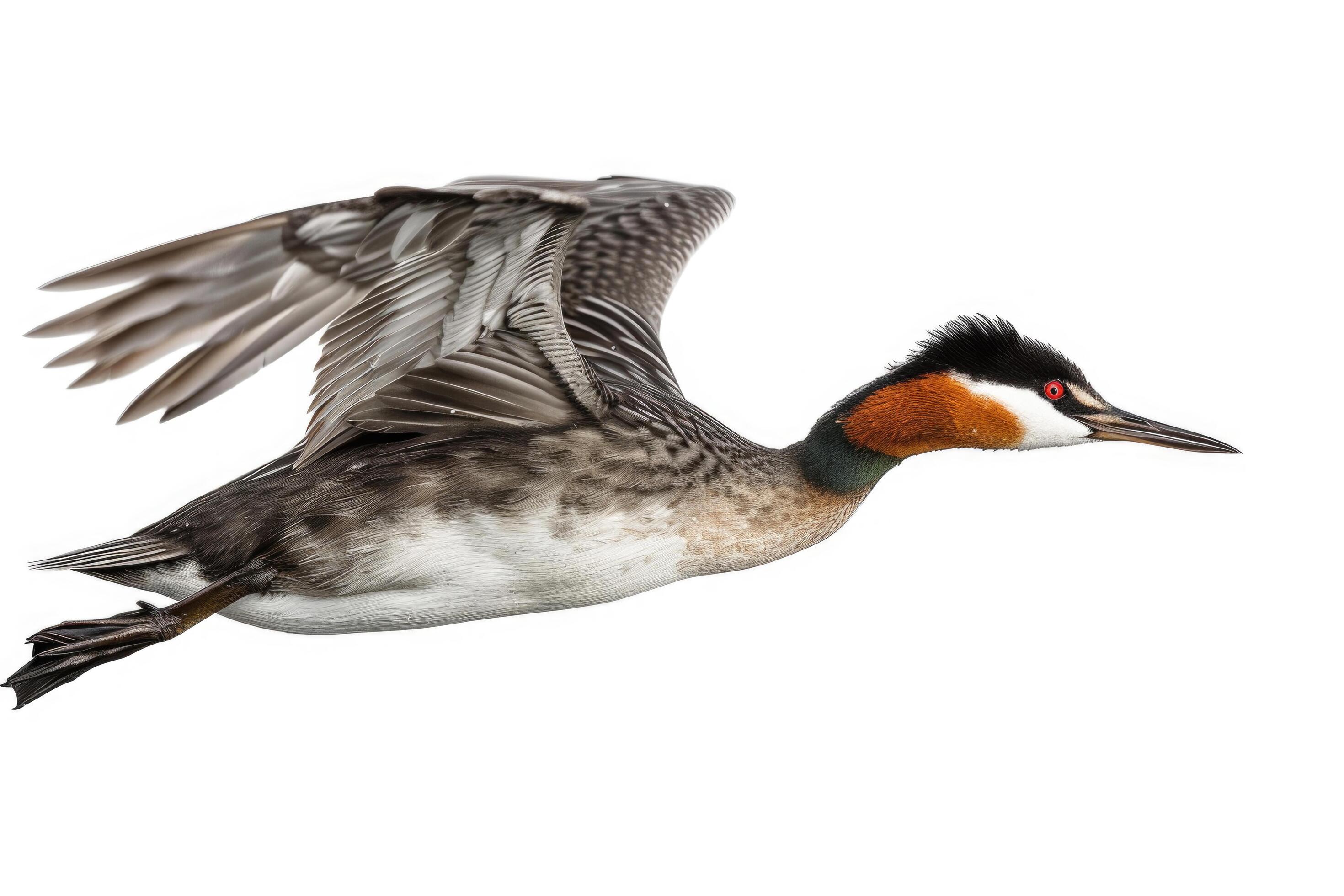 A grebe mid-dive, body streamlined, isolated on a white background Stock Free