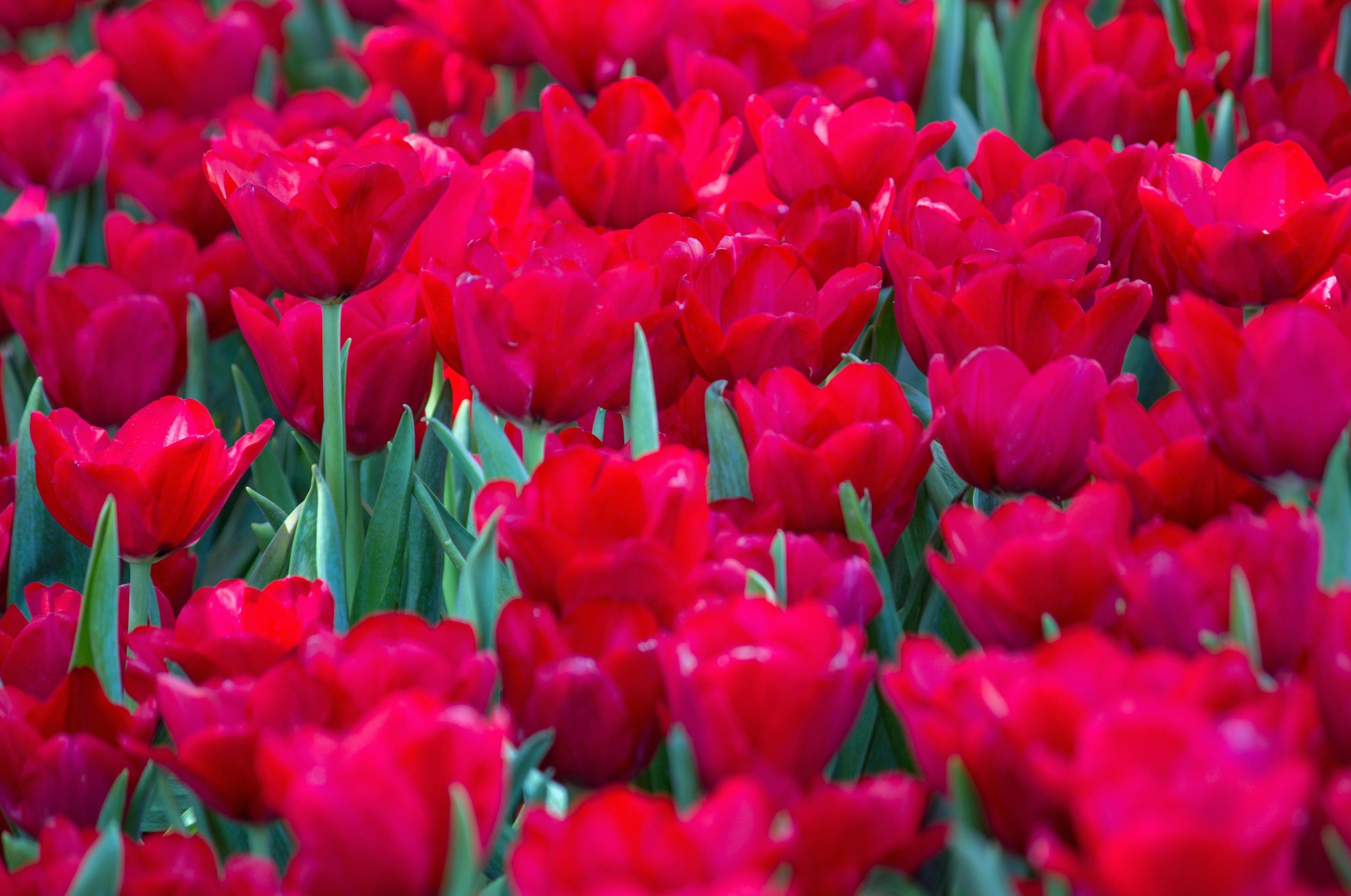 Red tulip flower fields blooming in the garden Stock Free