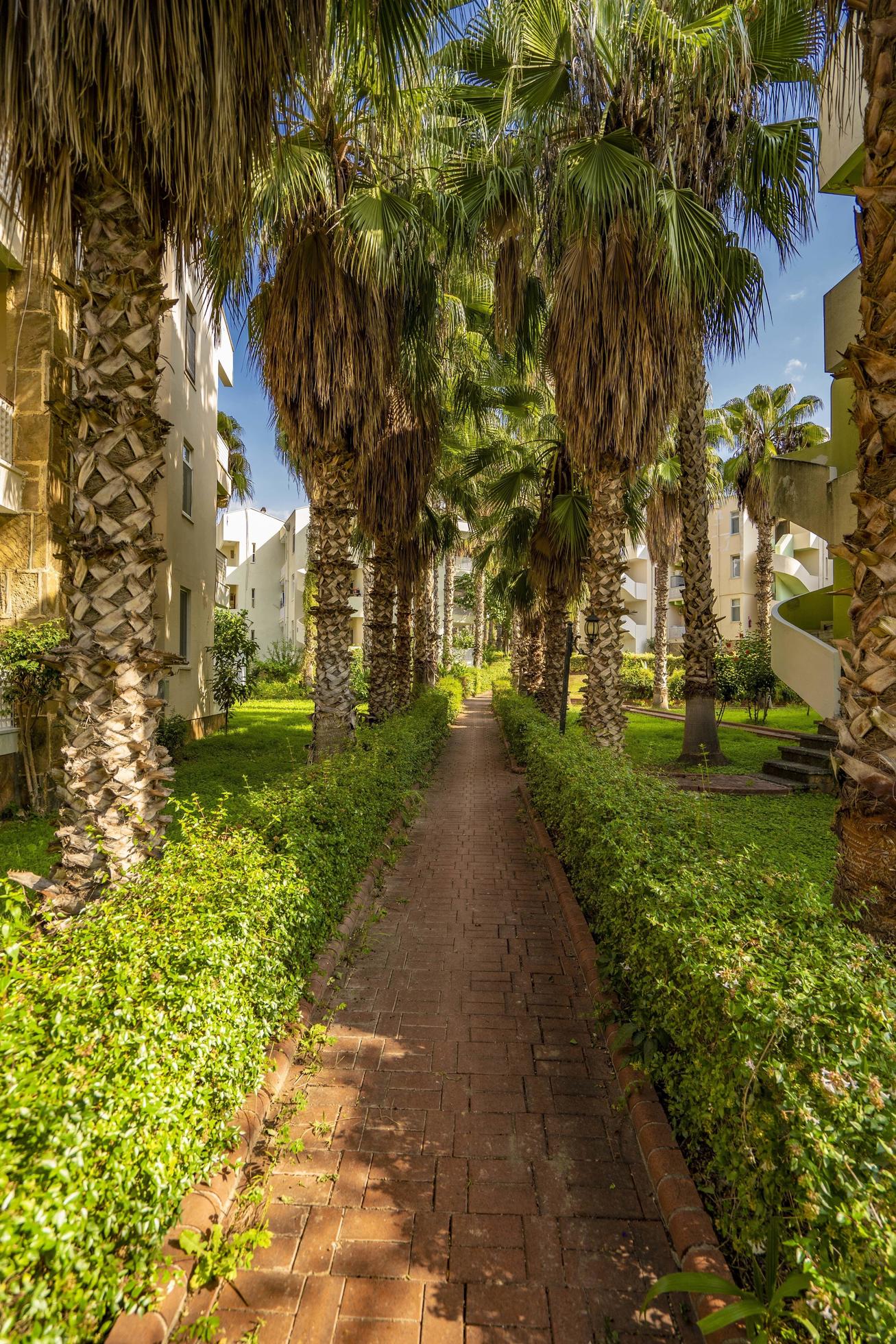 peaceful road under palm trees Stock Free