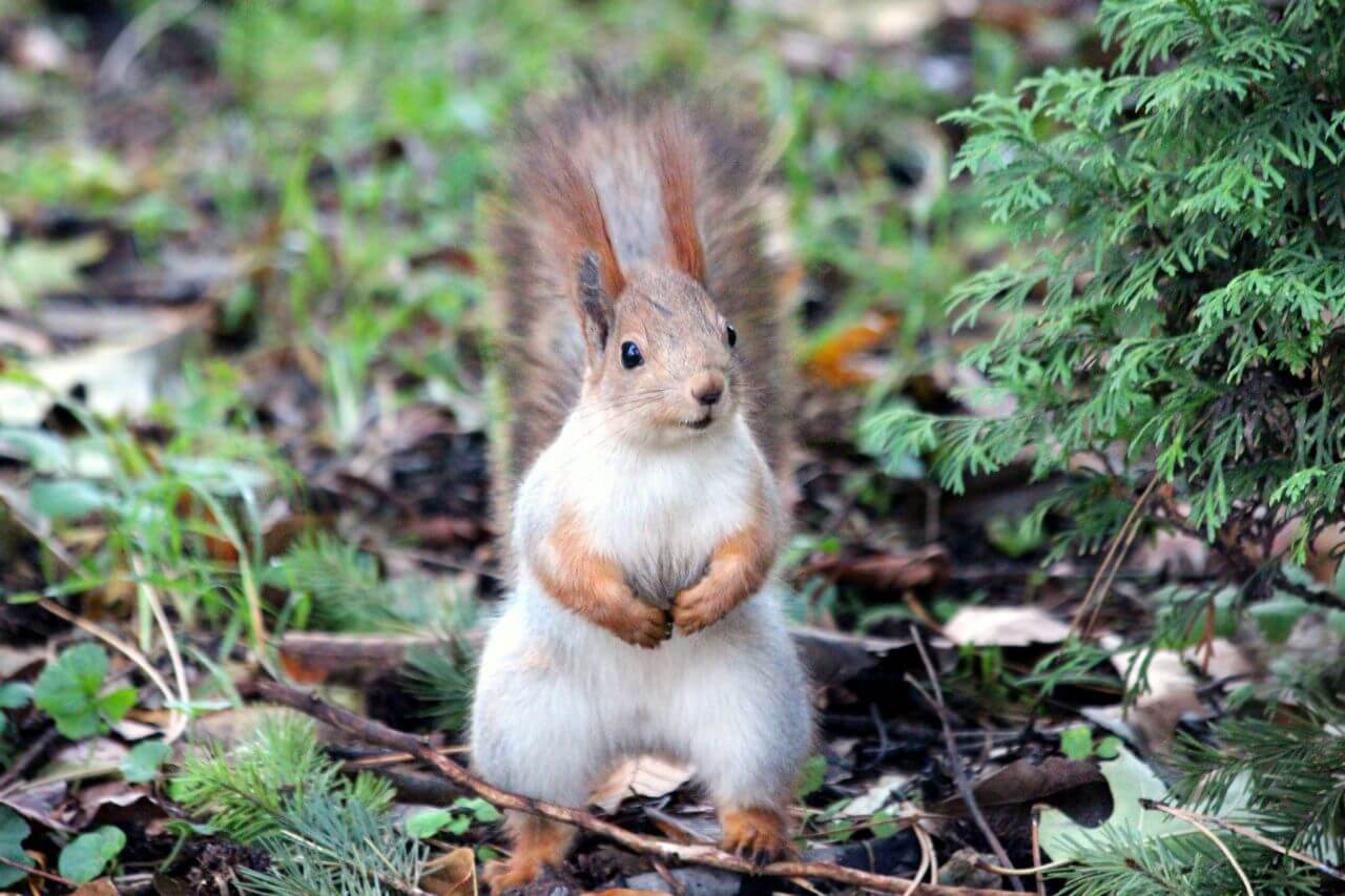 Squirrel on Field Stock Free