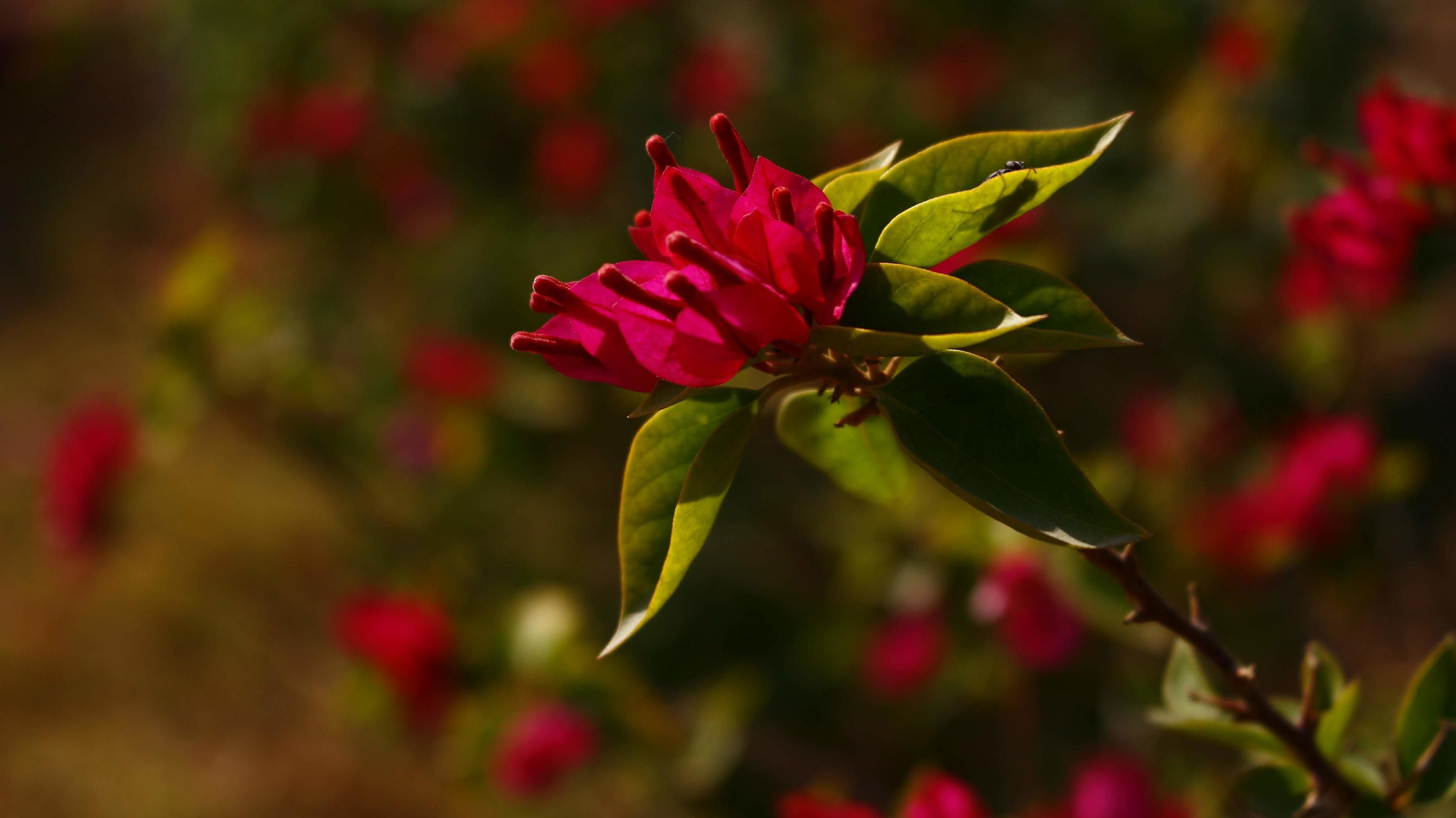 Bright Colored Flowering Plants in Outdoor Garden In Karachi Pakistan 2022 Stock Free