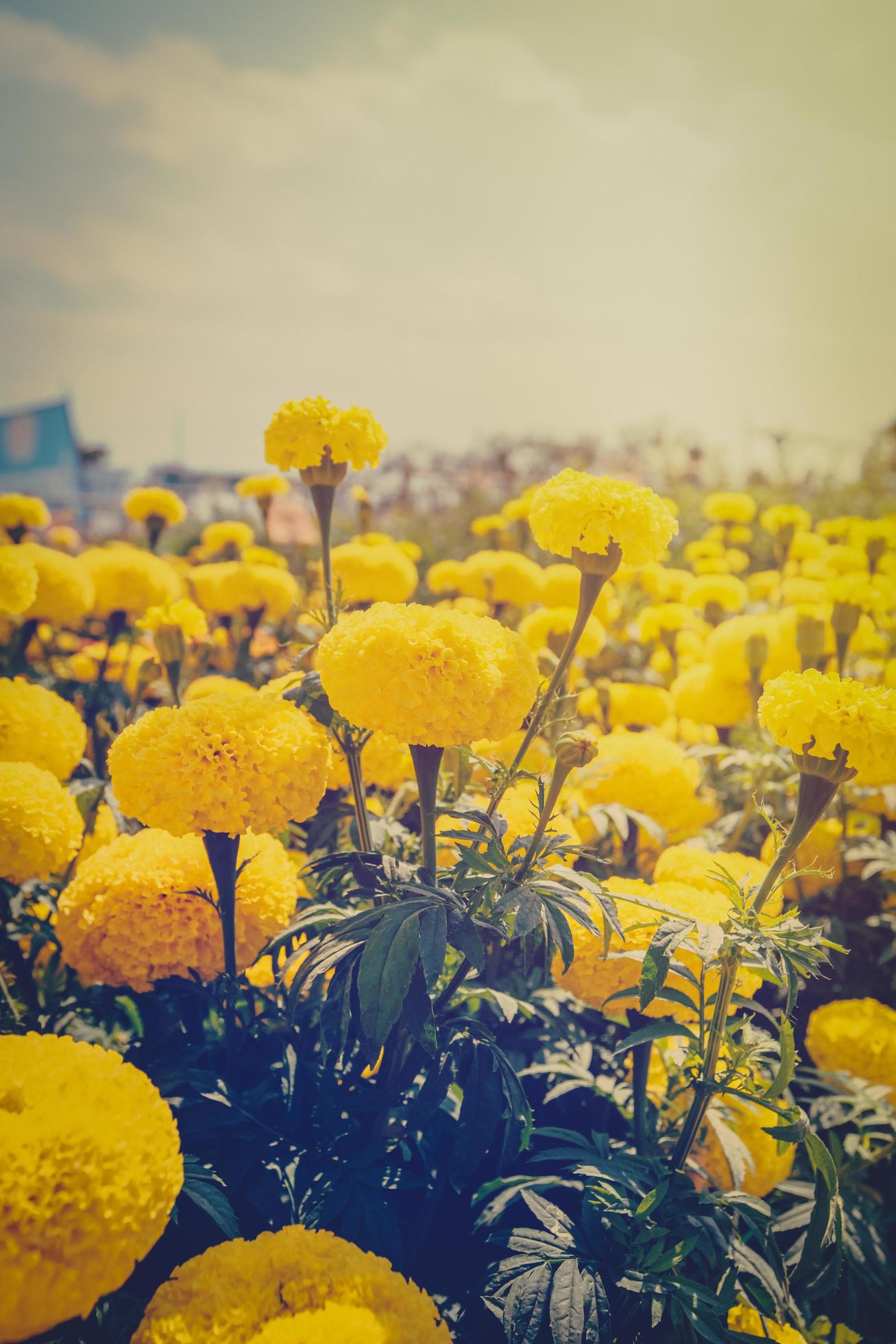 marigold flower in garden with vintage effect. Stock Free