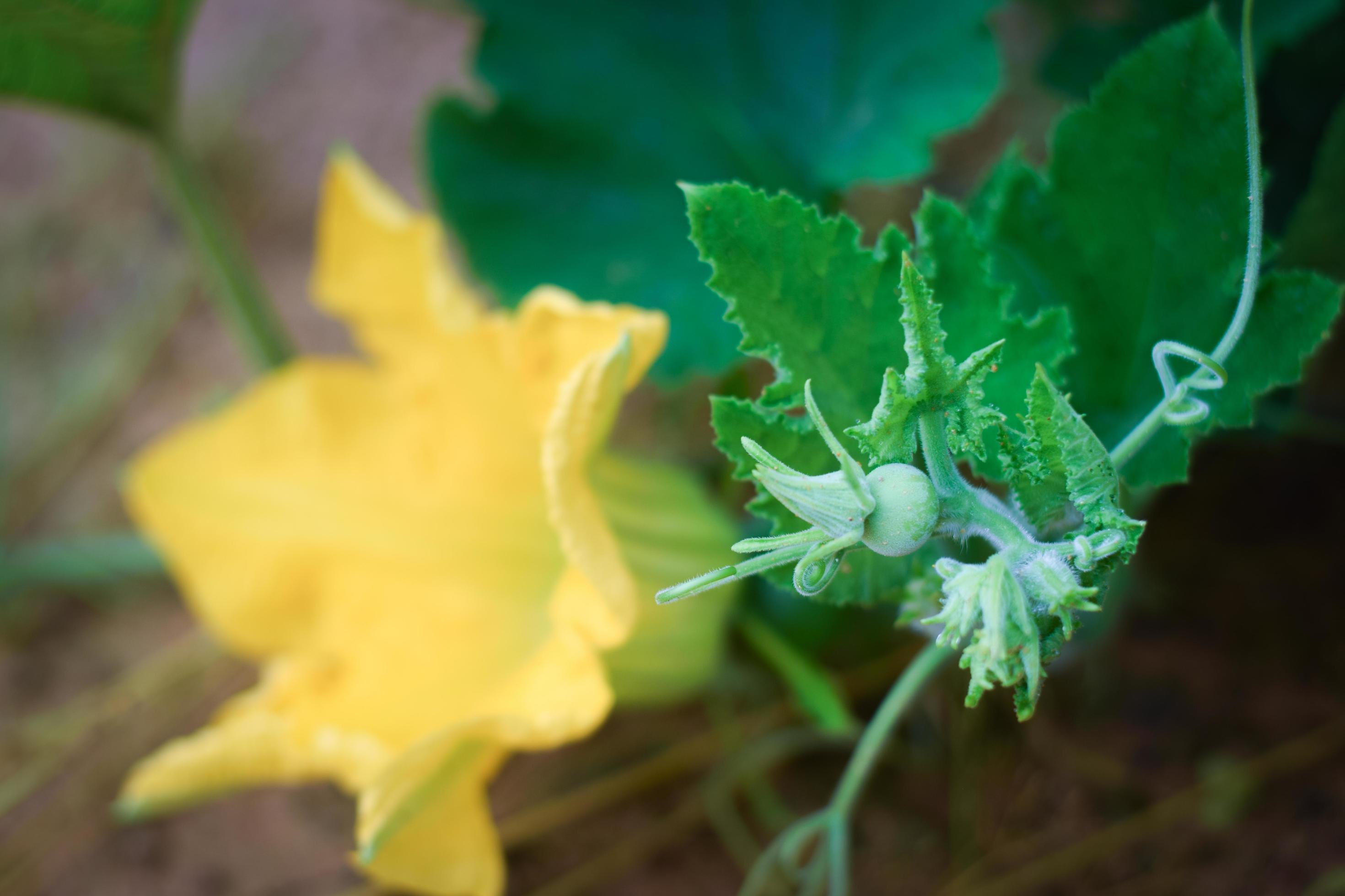 pumpkin and pumpkin flower agriculture concept Stock Free