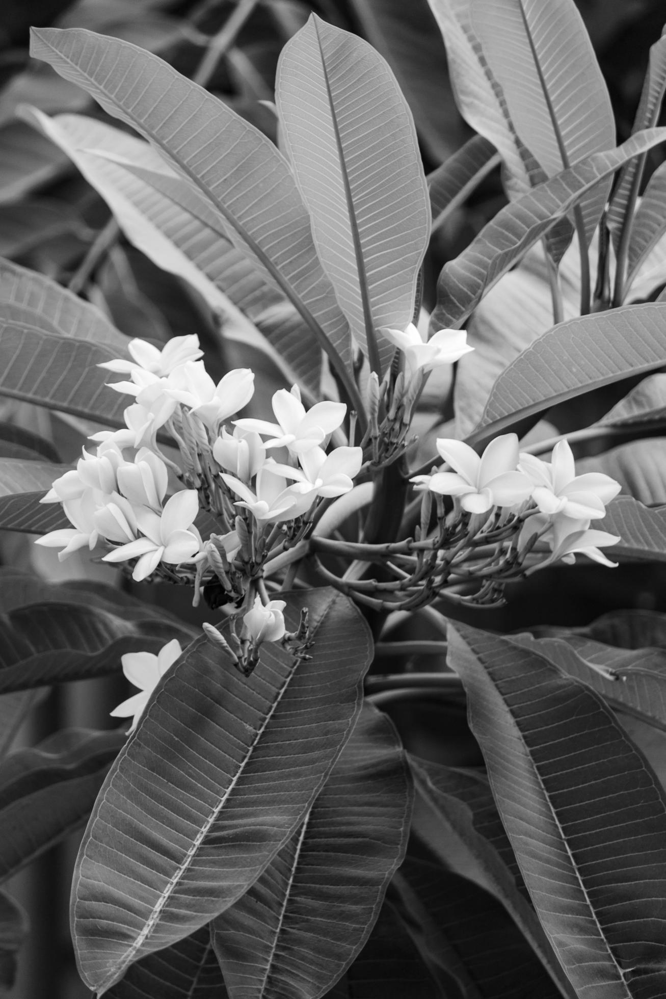 plumeria flower in the garden Stock Free