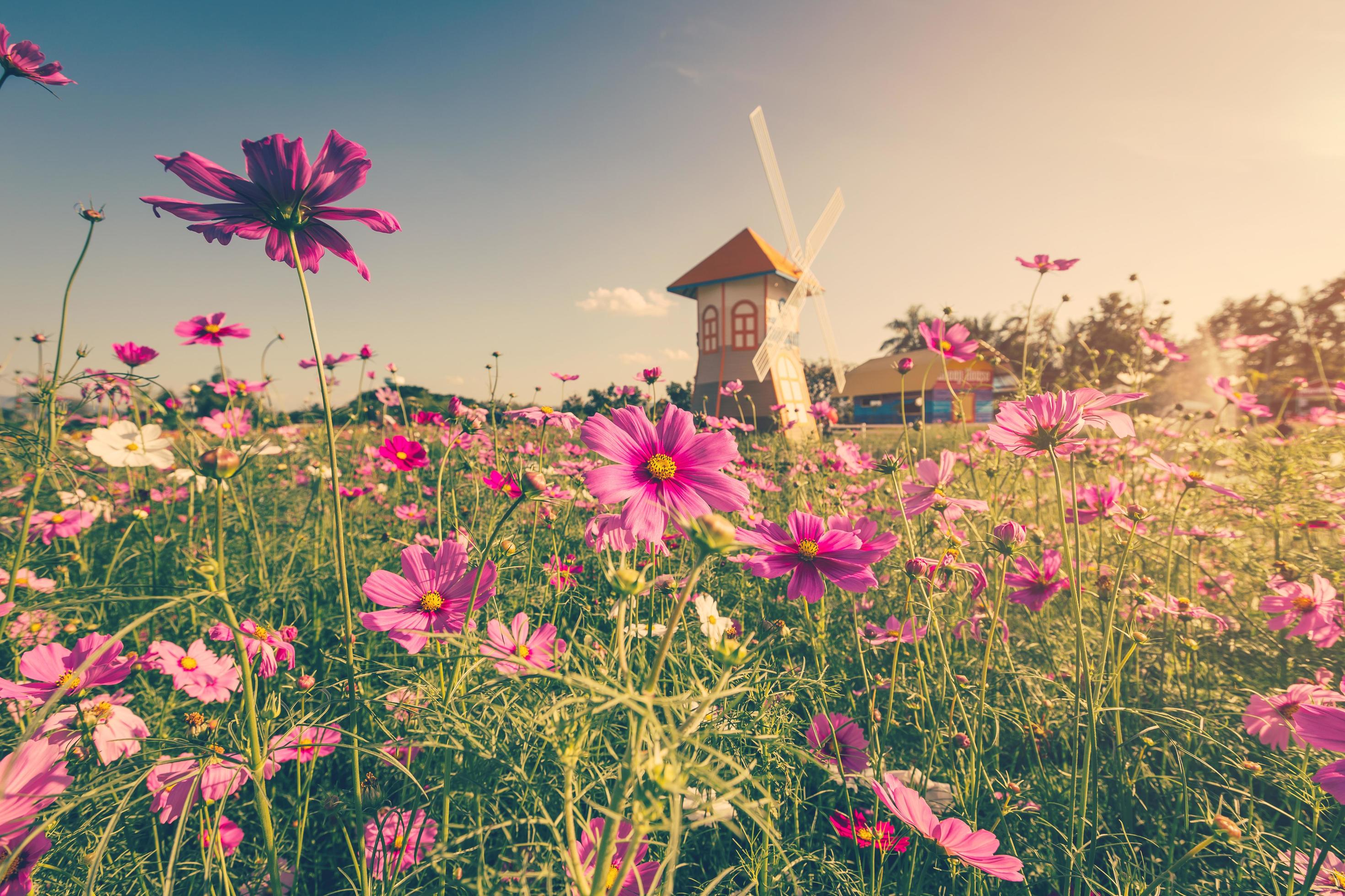 Field cosmos flower and sky sunlight with Vintage filter. Stock Free