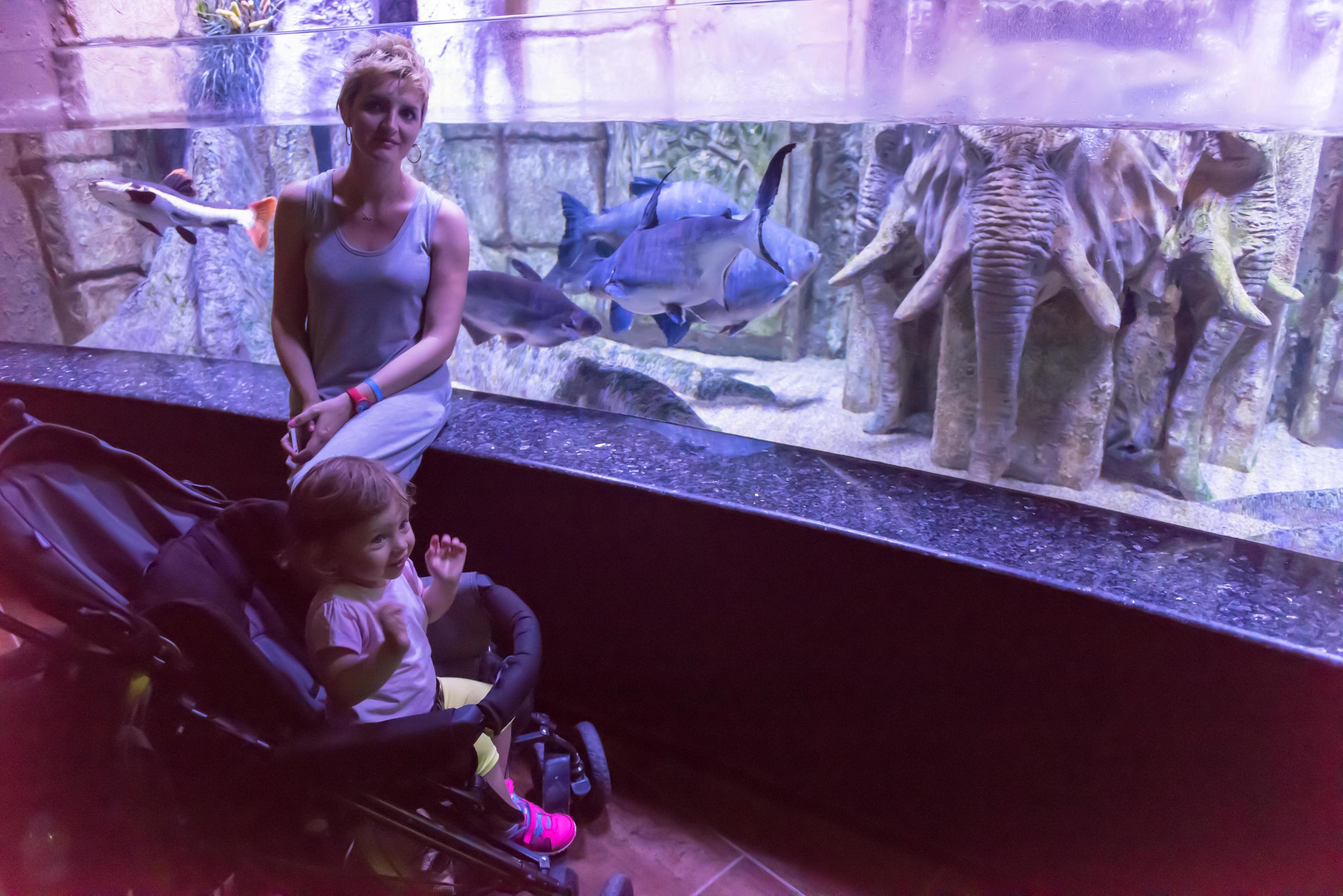 happy family in the underwater aquarium Stock Free