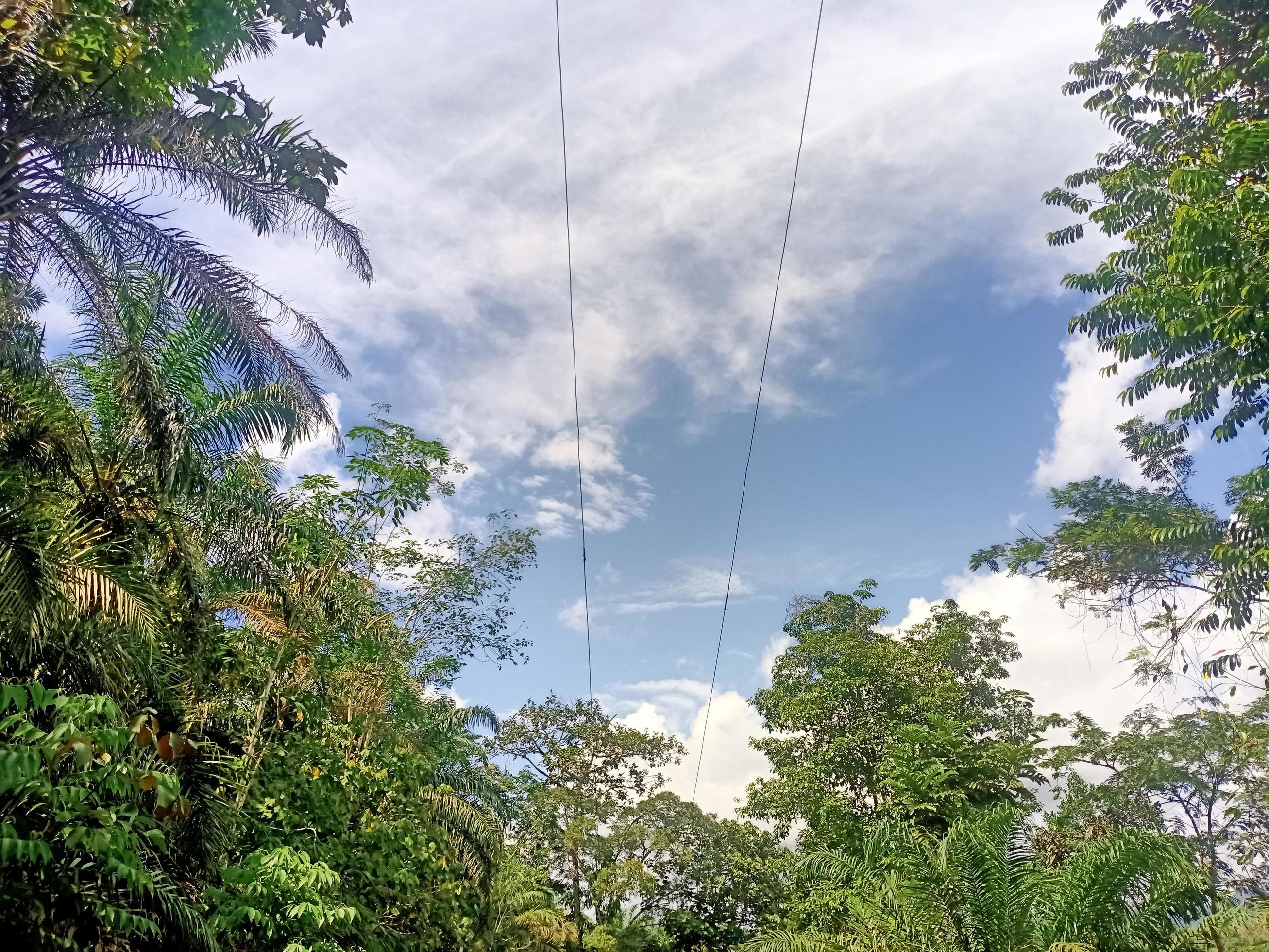 beautiful view clear blue sky and lots of natural green trees Stock Free