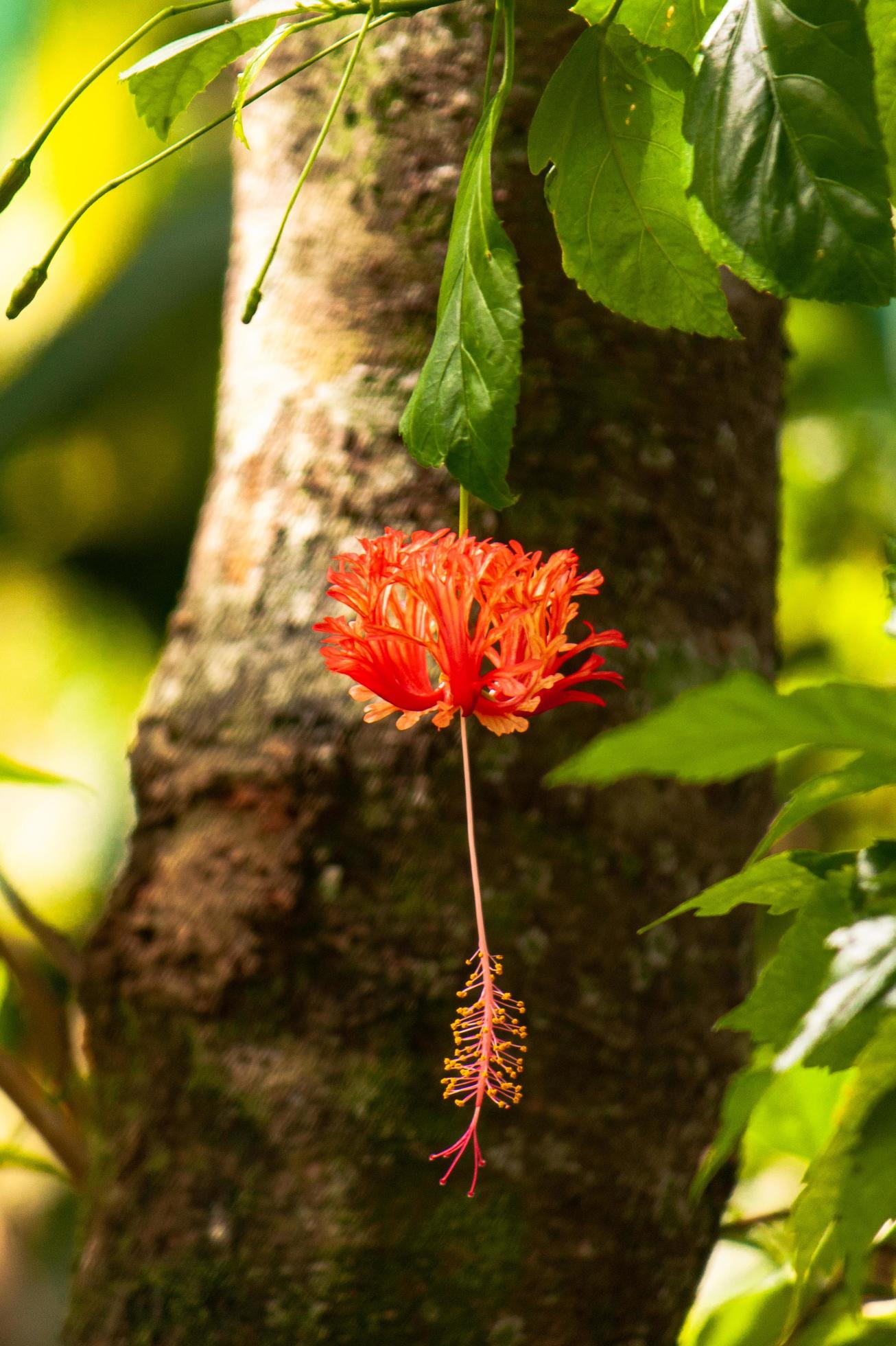 hibiscus flower in the garden Stock Free