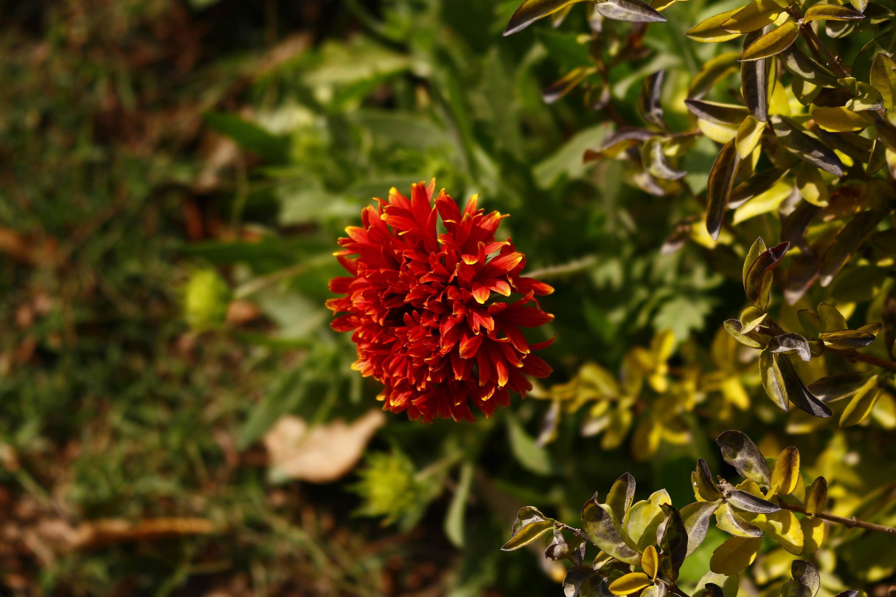 Bright Colorful Flowers In Outdoor Garden in Karachi Pakistan 2022 Stock Free