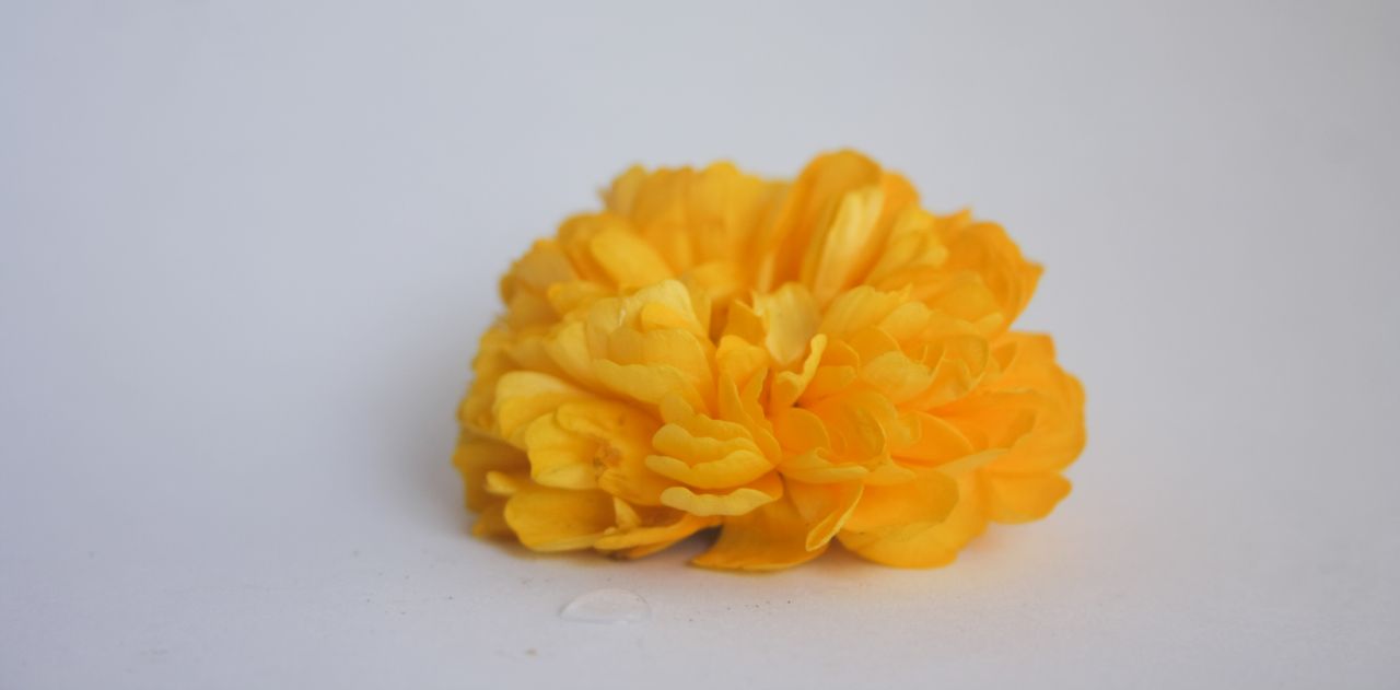 Yellow Flower White Background Stock Free