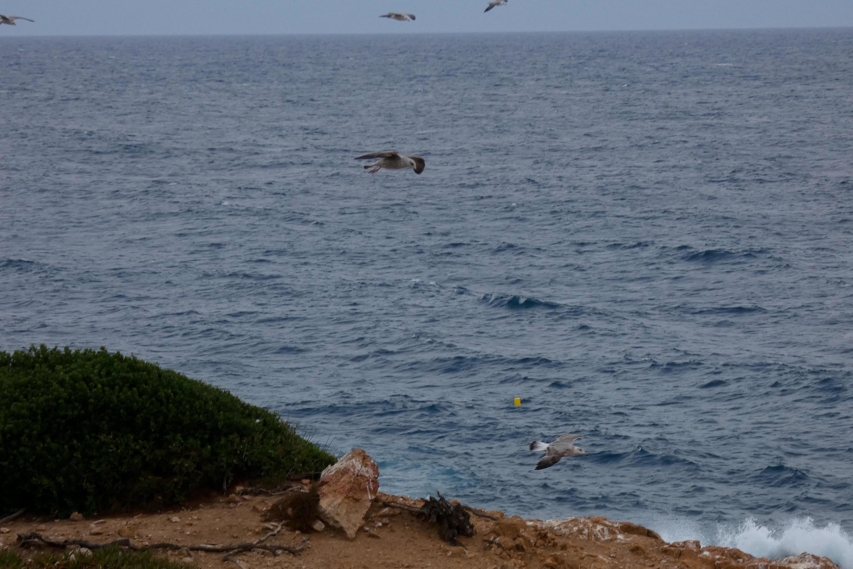 Wild seagulls in nature along the cliffs of the Catalan Costa Brava, Mediterranean, Spain. Stock Free