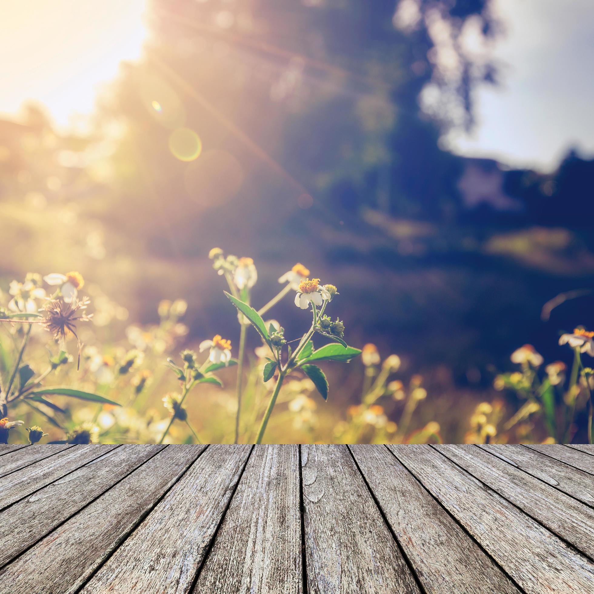 wood floor and beautiful flower and sunlight vintage Stock Free