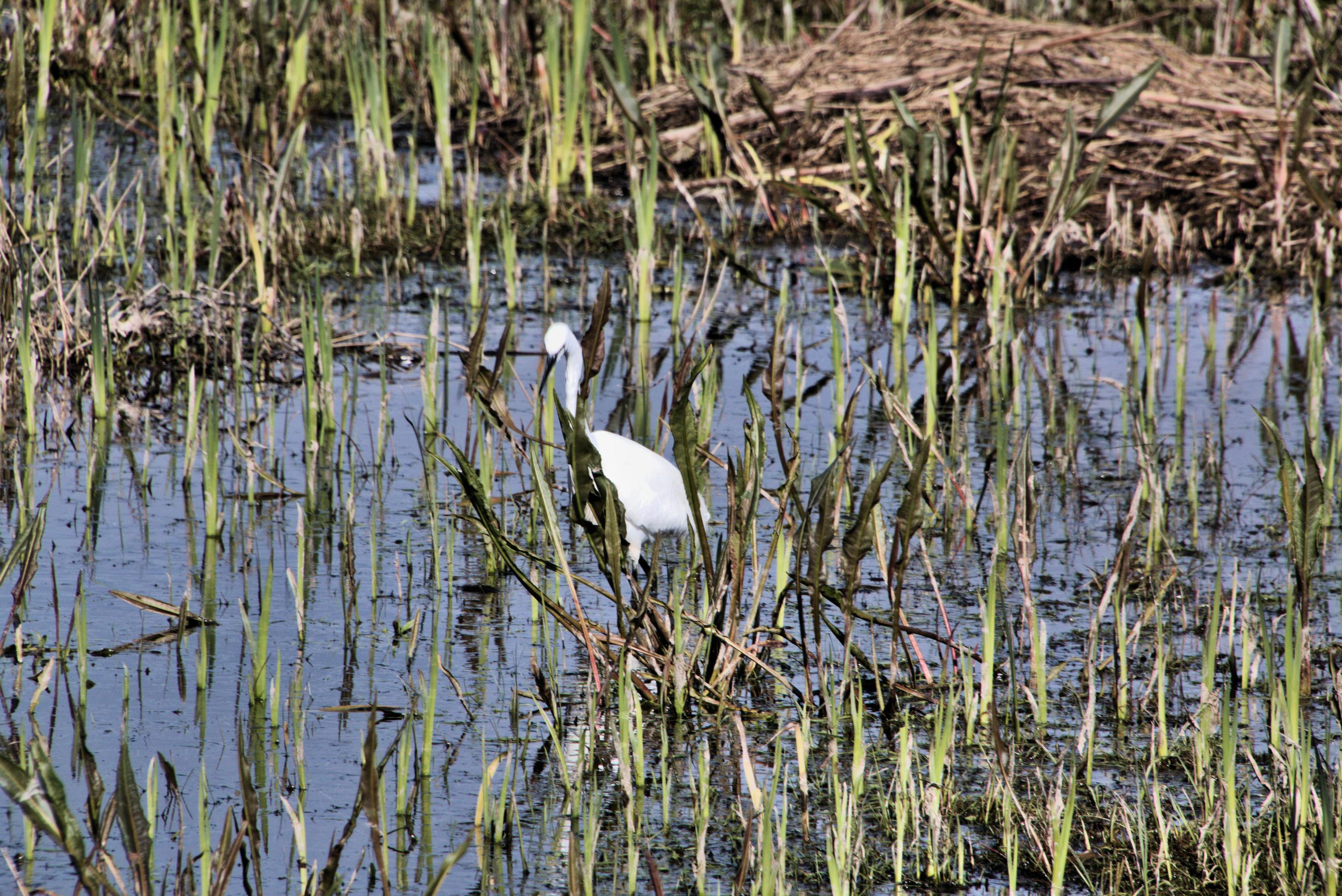 A view of a White Ibis at Leighton Moss Nature Reserve. Stock Free