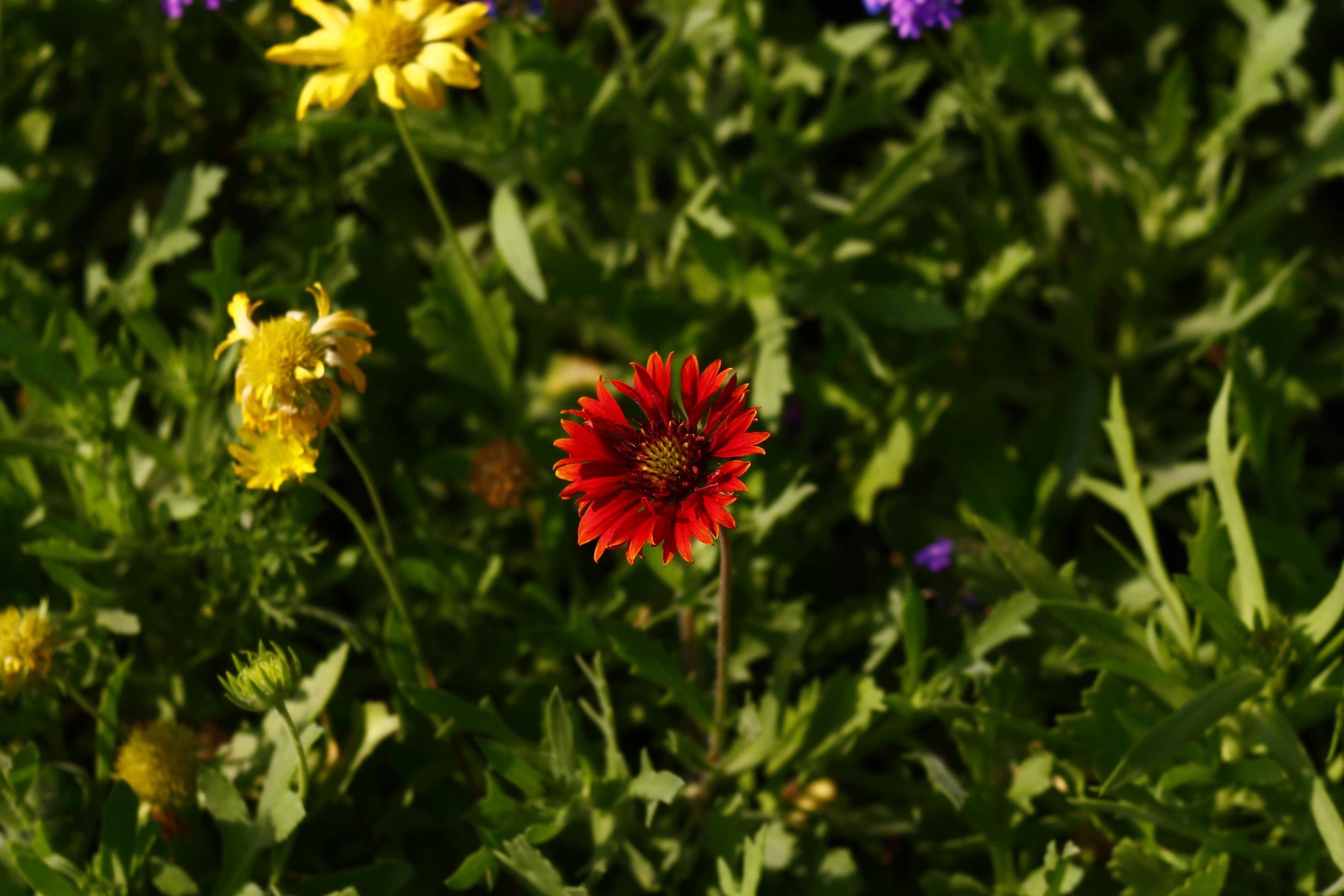 Bright Colorful Flowers In Outdoor Garden in Karachi Pakistan 2022 Stock Free