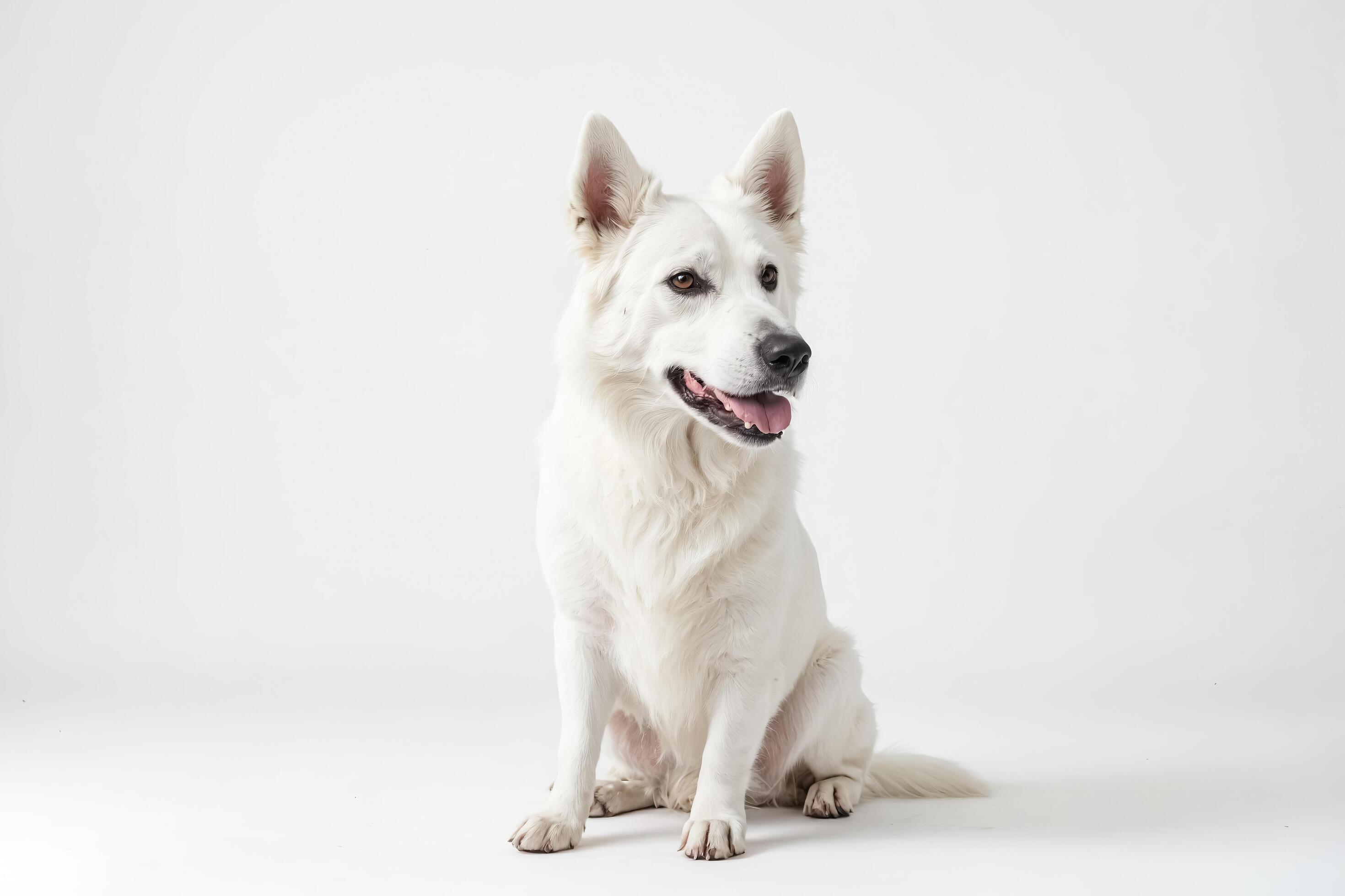 White Swiss Shepherd Dog Sitting on White Background Stock Free