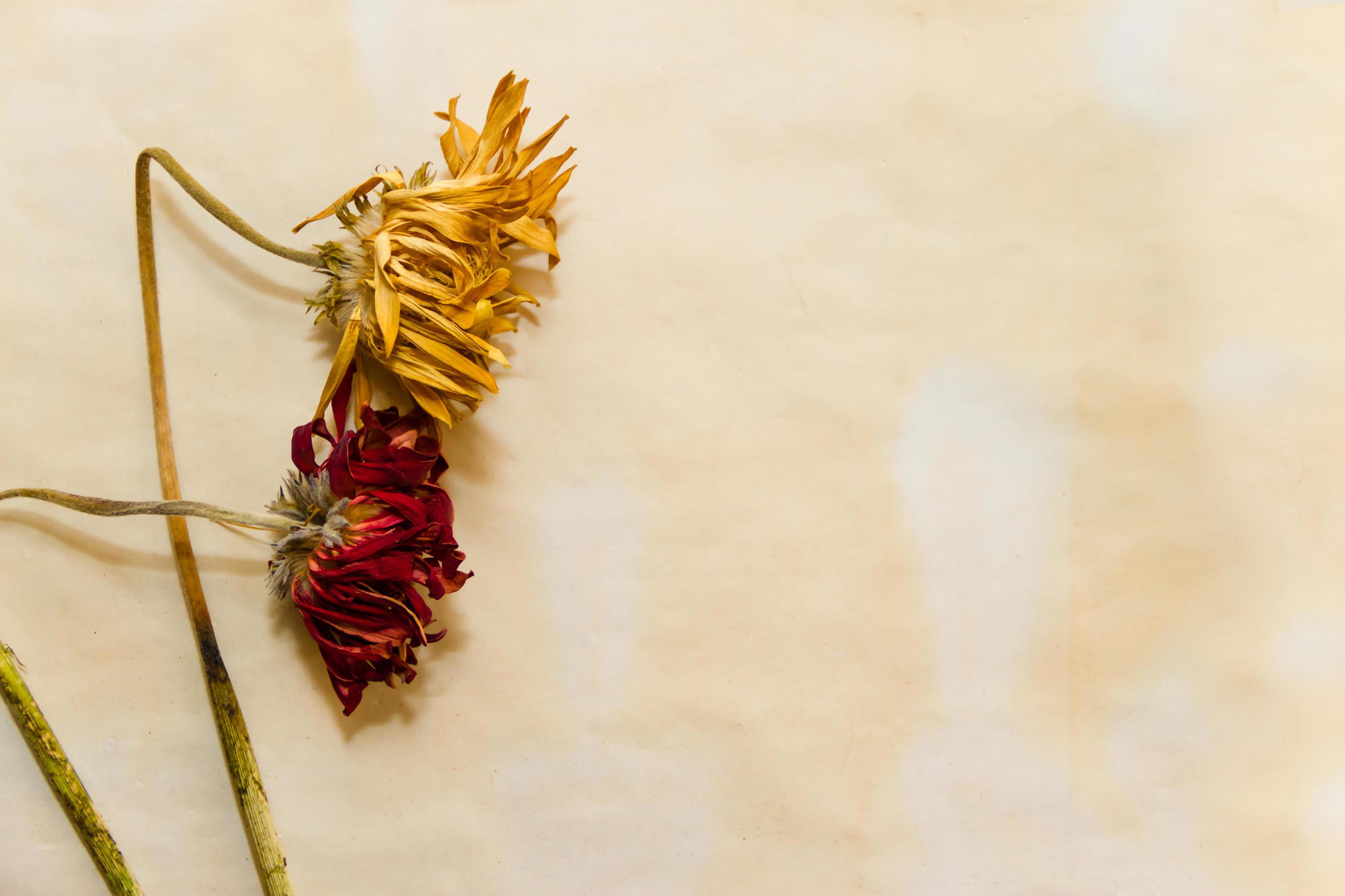 concept of passing time with wilted flowers on old papers Stock Free