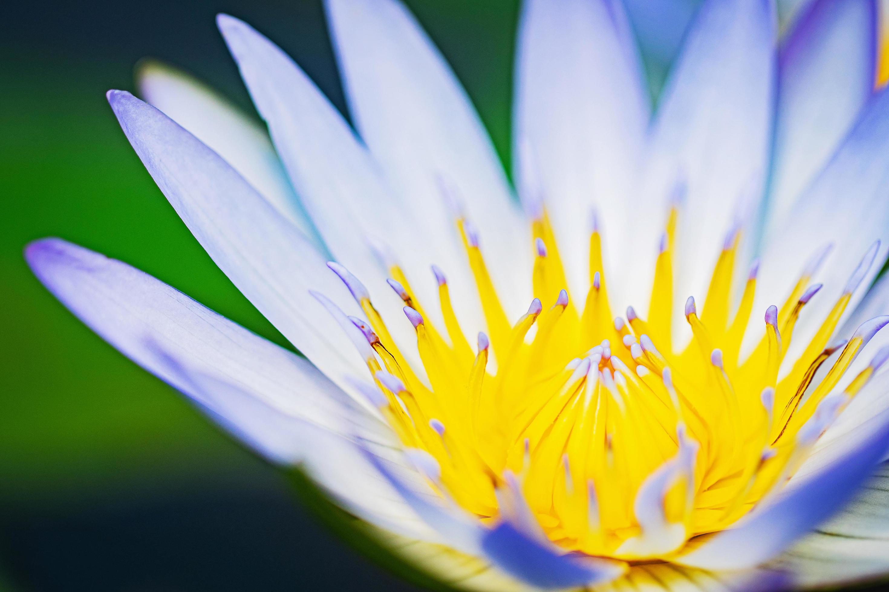 Close up lotus flower Stock Free