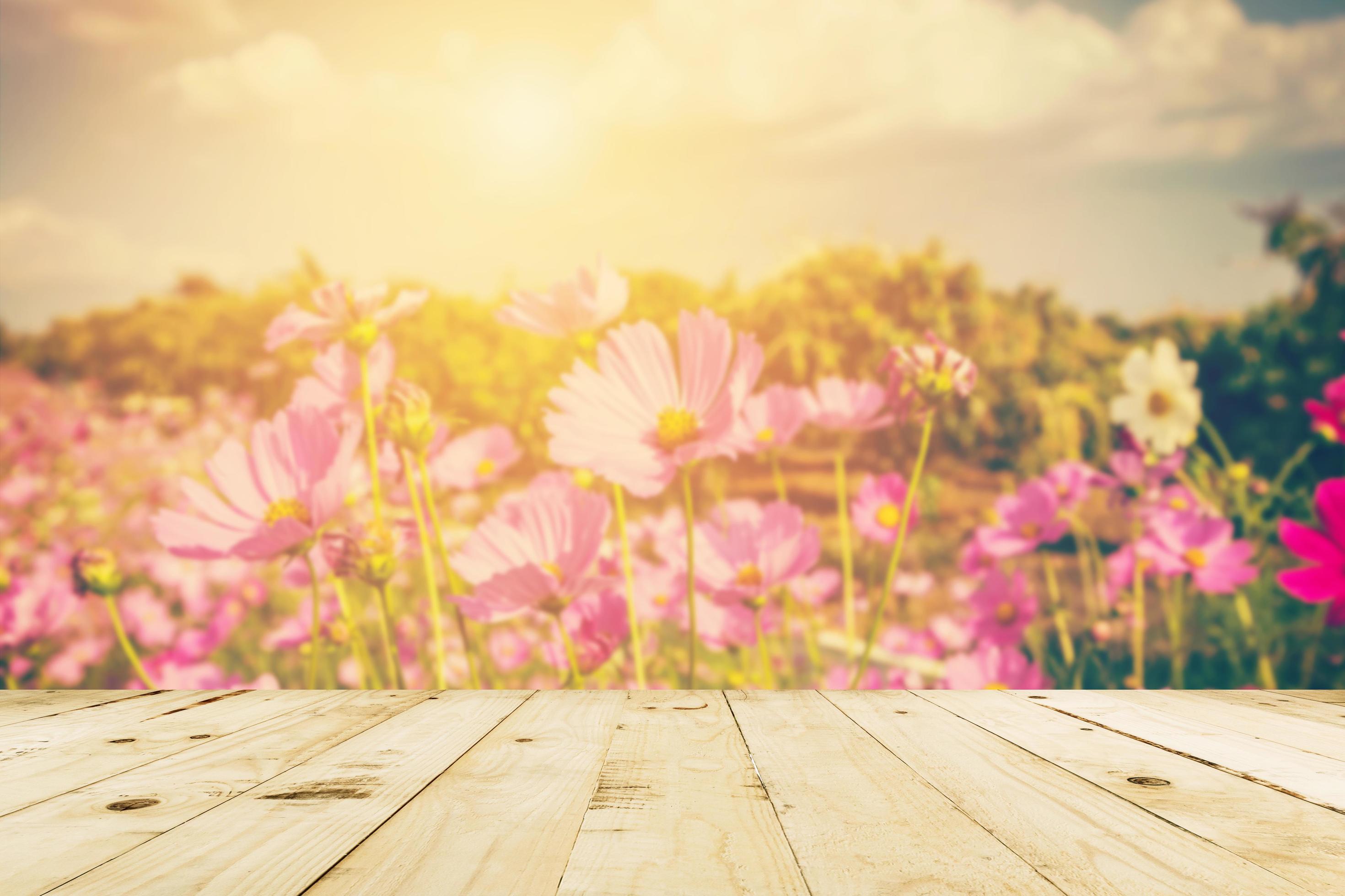 abstract blurred cosmos field flower and sunlight with vintage tone. Stock Free