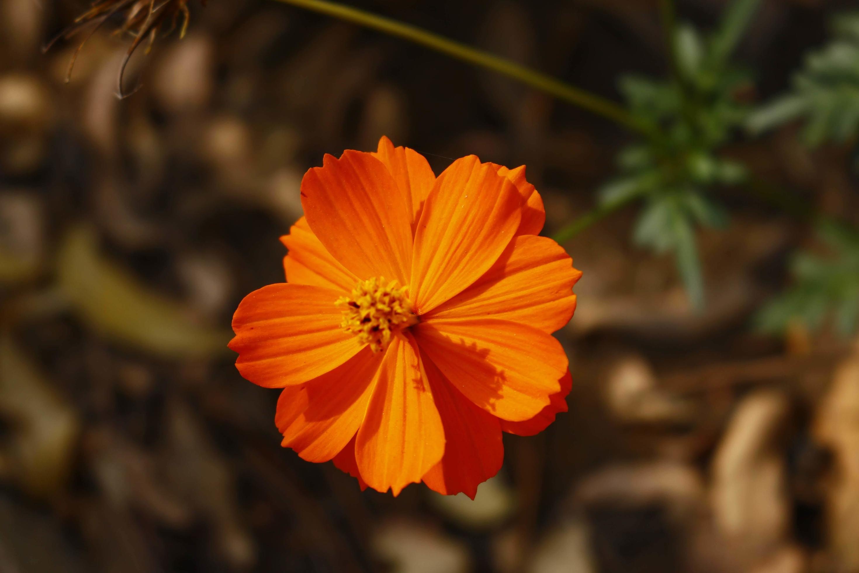 Flowering Plants in Outdoor Garden in Karachi Pakistan 2022 Stock Free