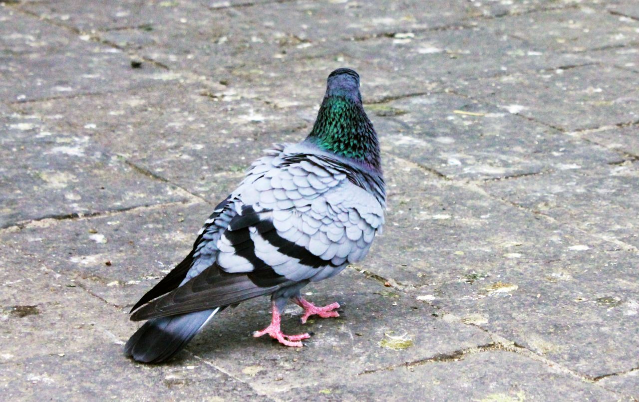 Pigeon On Ground Stock Free