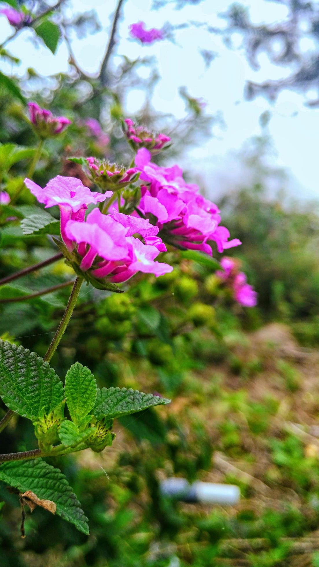 Lantana montevidensis flowers Stock Free