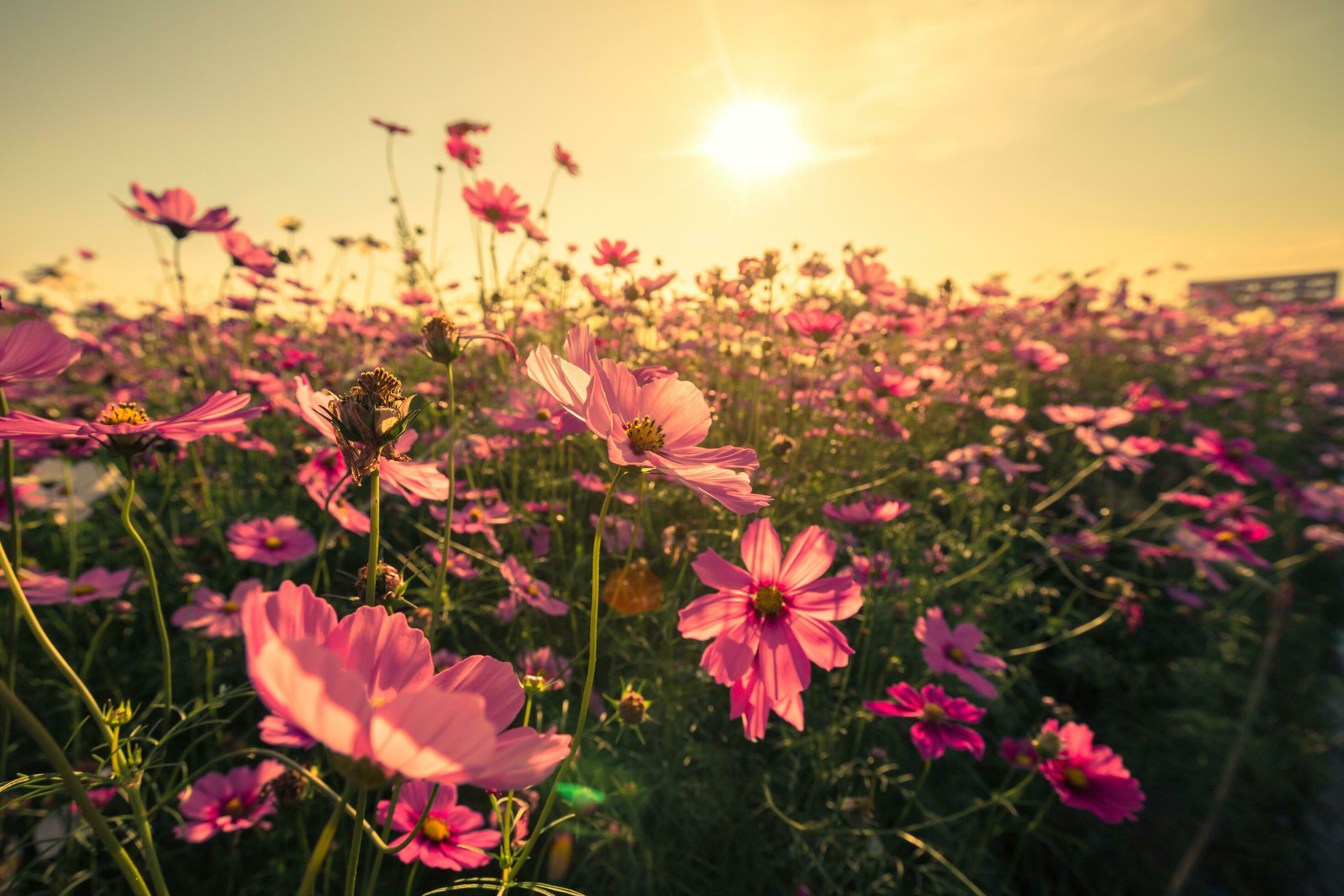 cosmos flower and sunset with with vintage toned effect. Stock Free