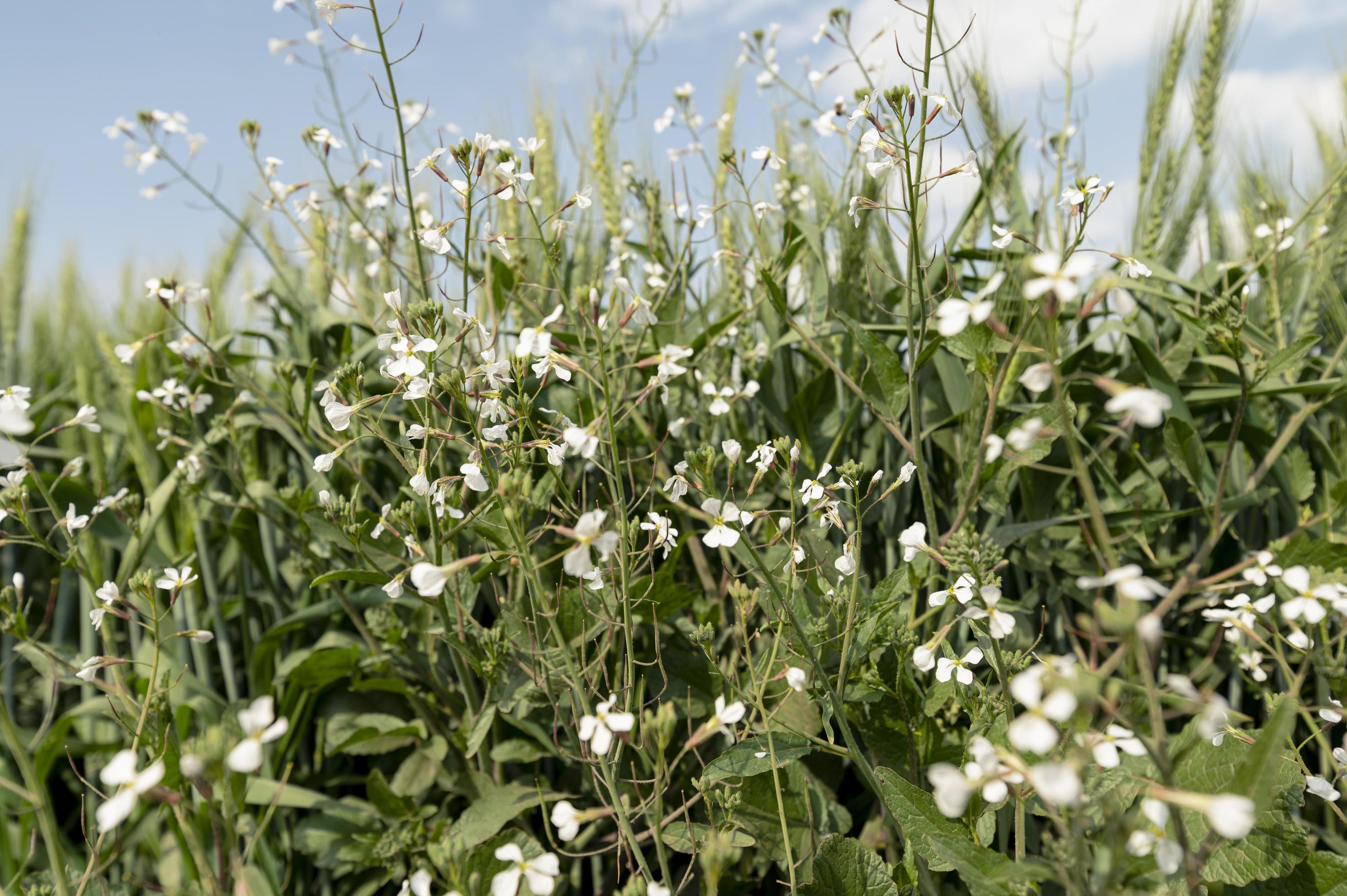 Field of green buckwheat with white flowers on a sunny day Stock Free