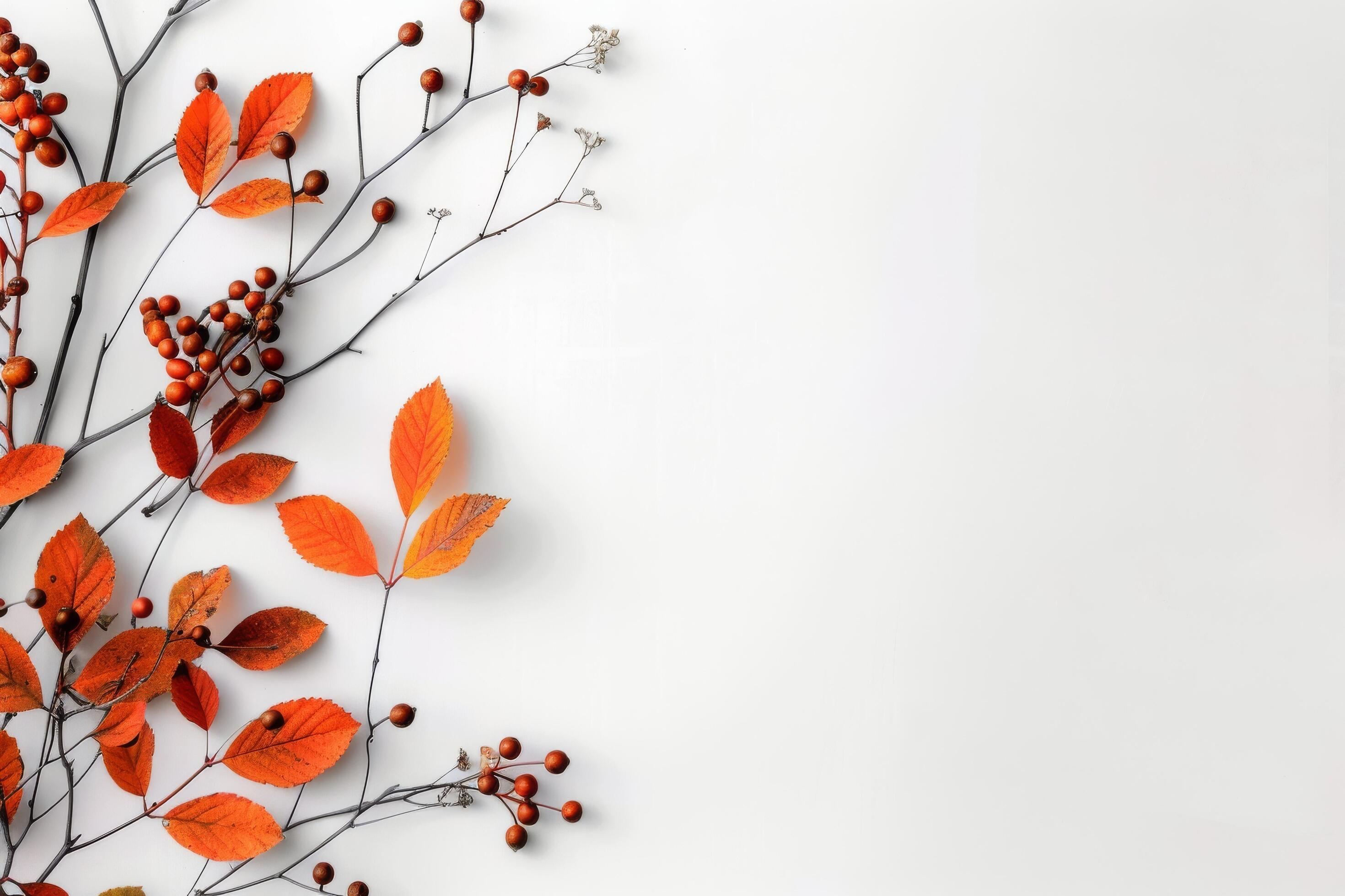 Red Berries and Autumn Leaves on White Background Stock Free