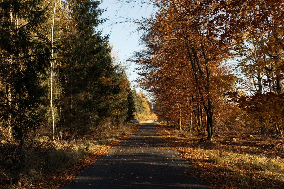 Autumn Forest Wallpaper: Fall Leaves and Scenic Nature Backgrounds Stock Free