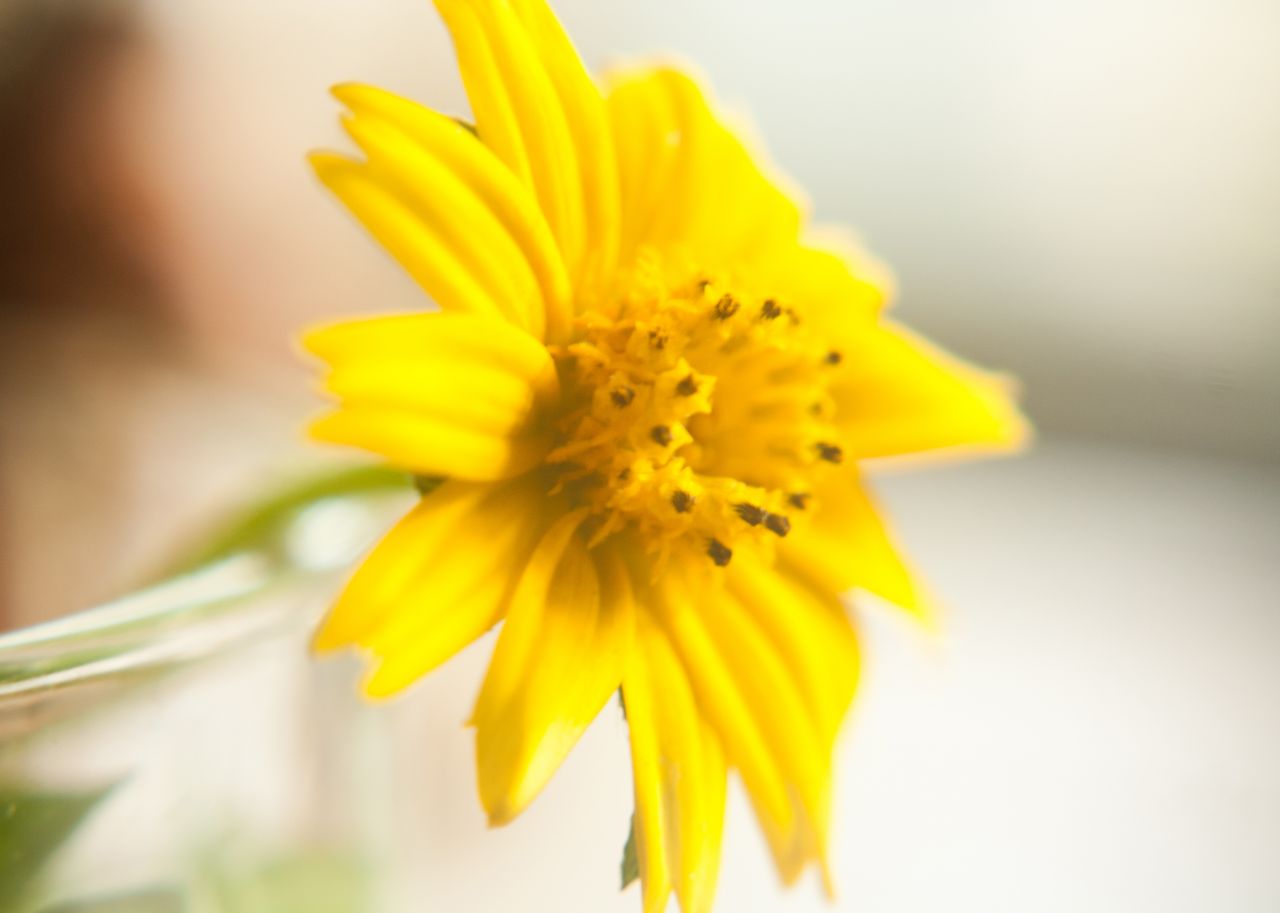 Yellow Flower Stock Free