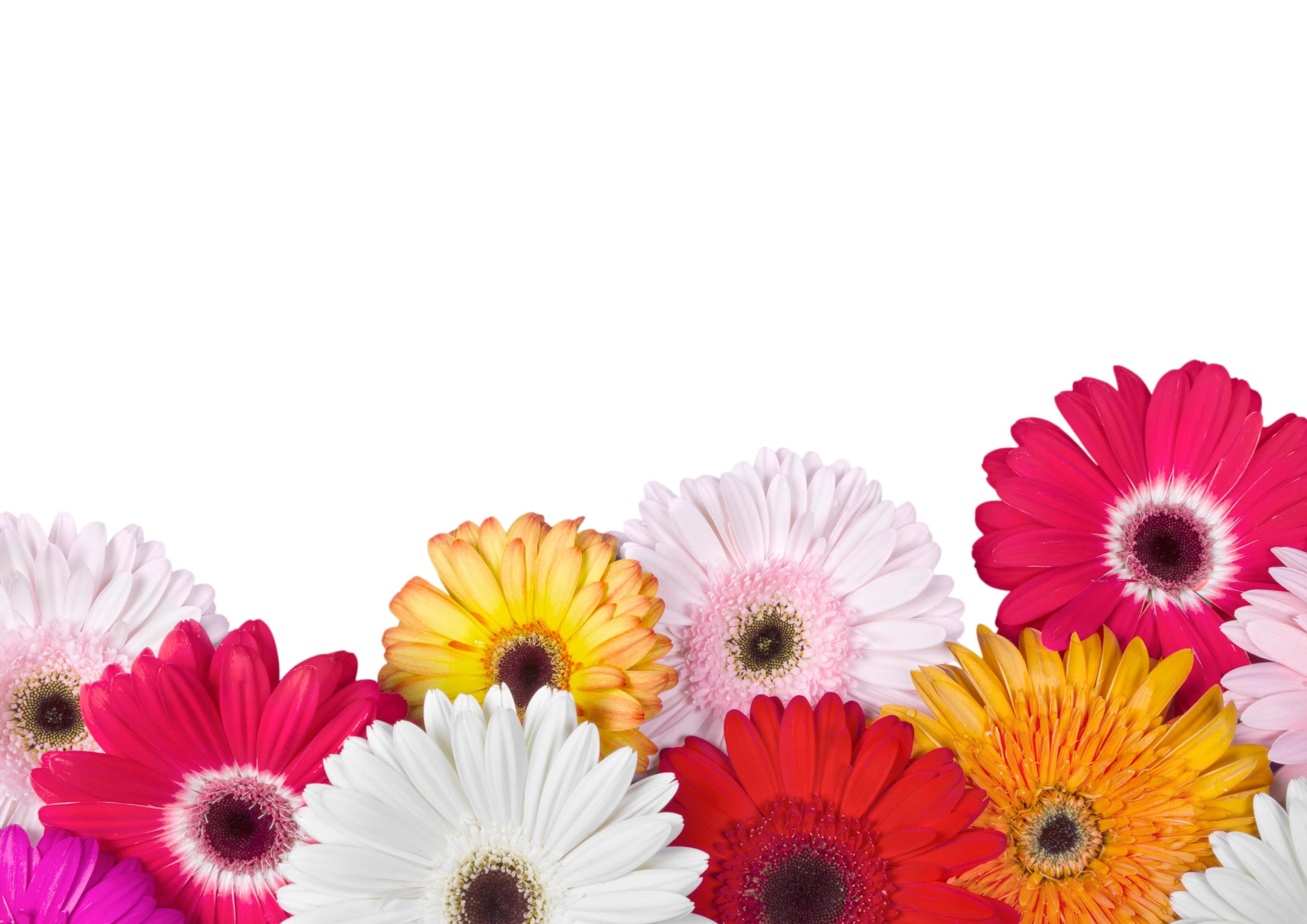 Spring Flower Background Stock Free