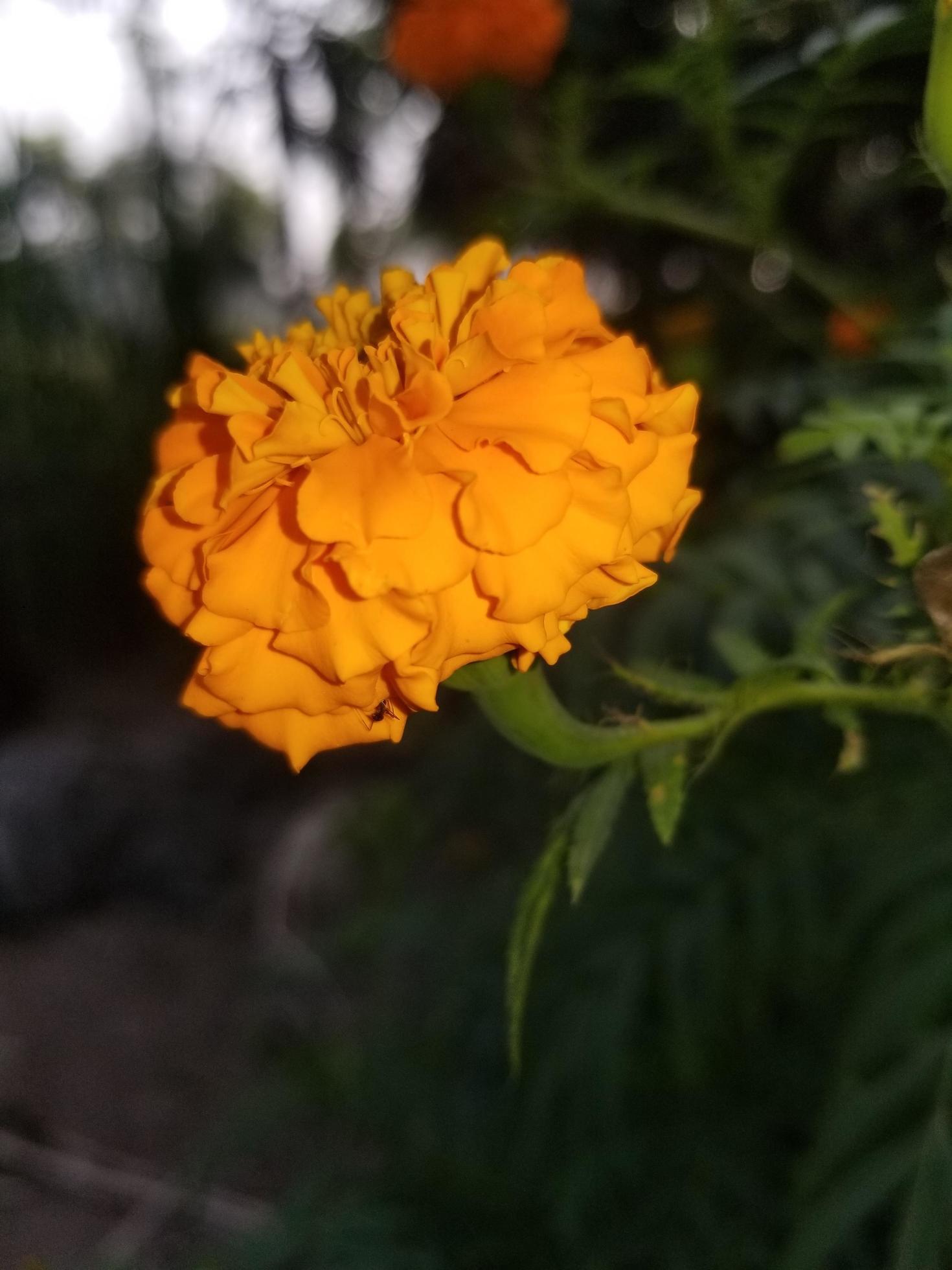 Closeup of orange marigold flowers Stock Free