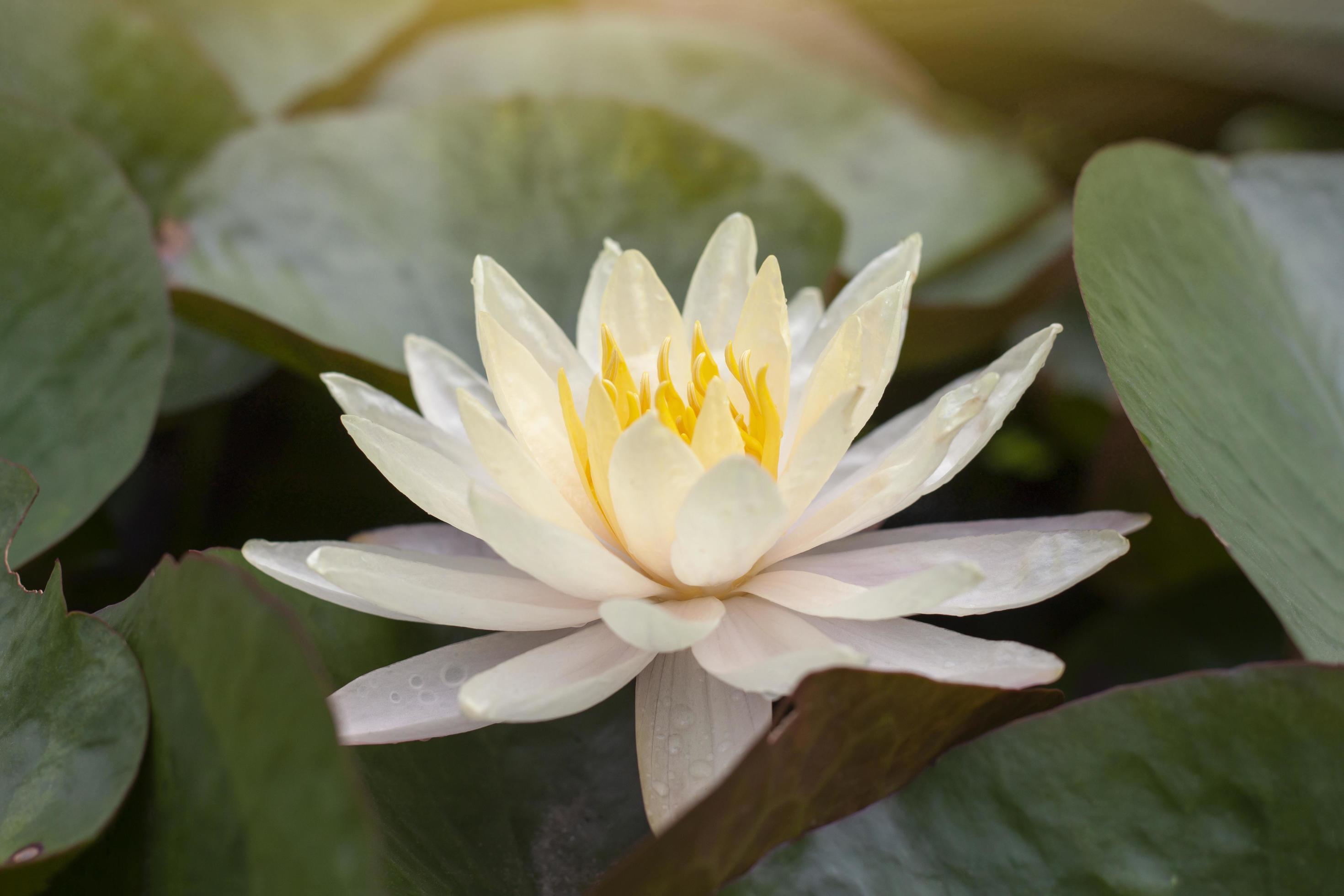 Beautiful yellow lotus or water lily flower bloom in pond with sunlight. Stock Free