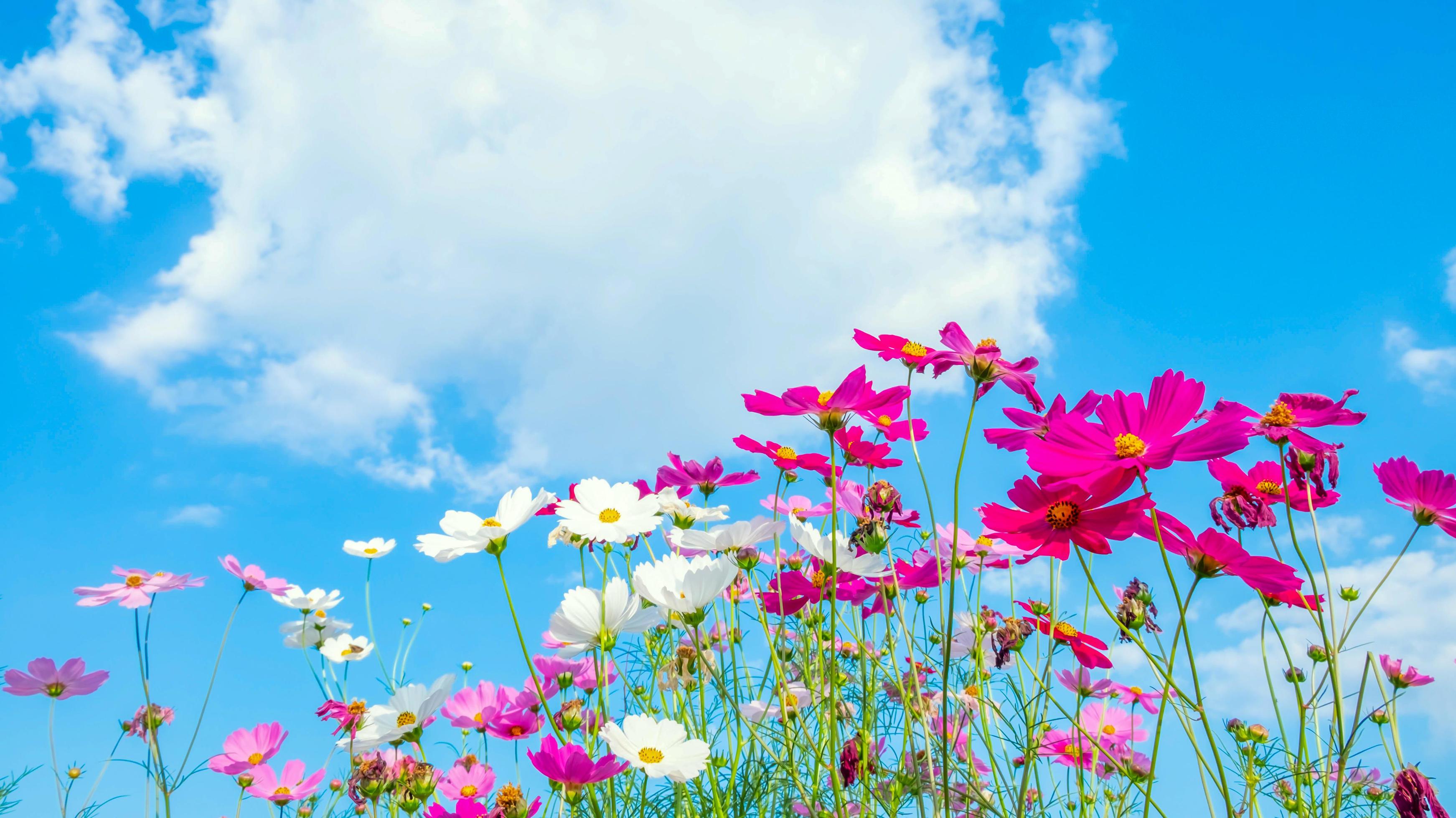 Cosmos flower background and blue sky Stock Free