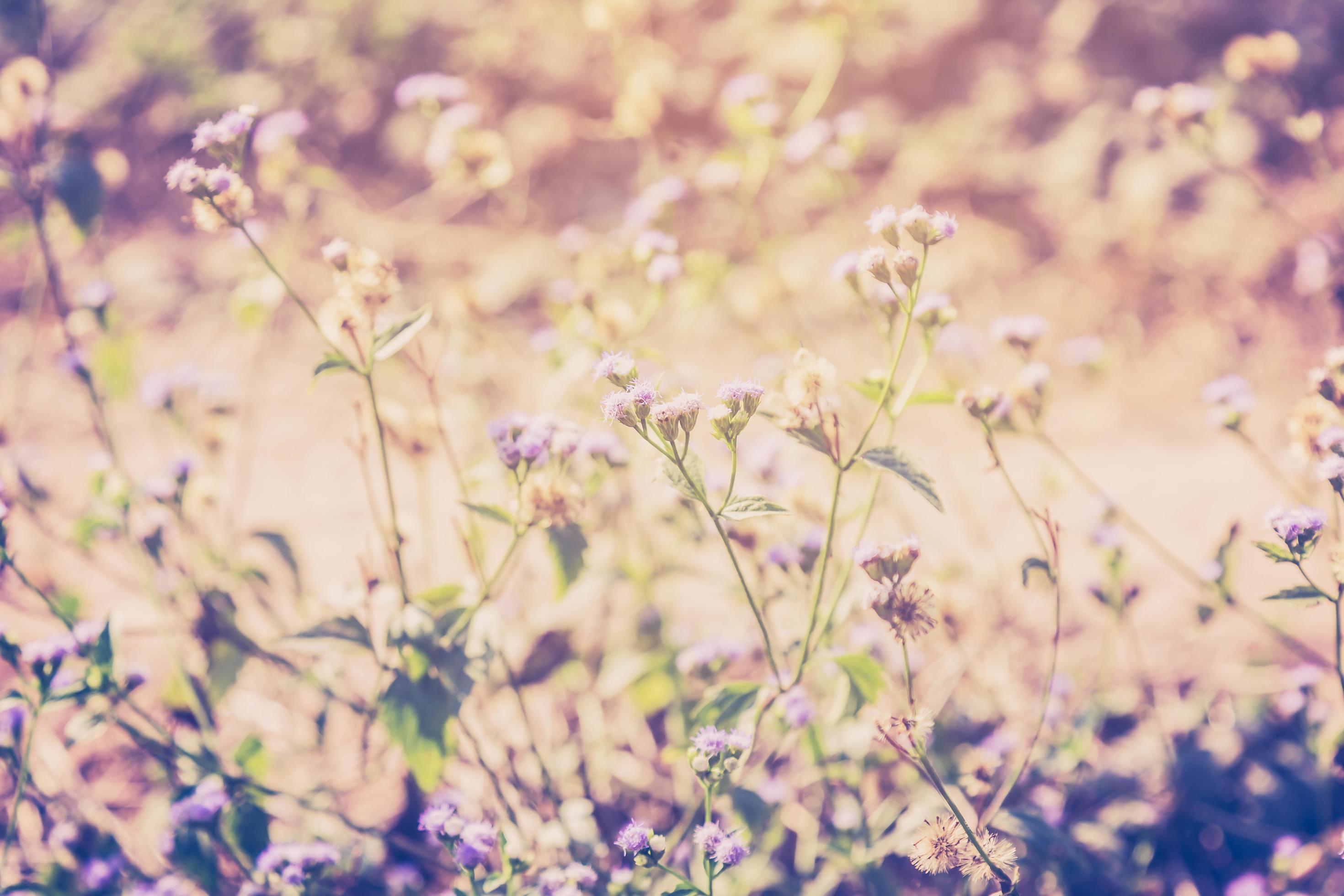 Meadow flowers plants and sunlight in outdoor. Vintage style. Stock Free