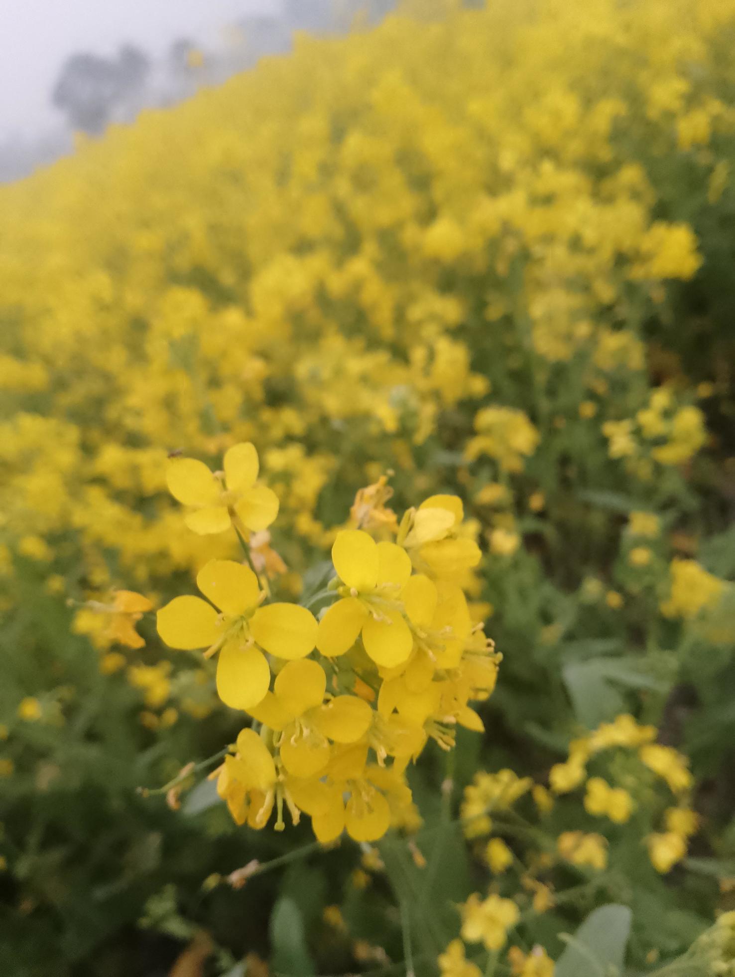 Large yellow field of rape flower Stock Free