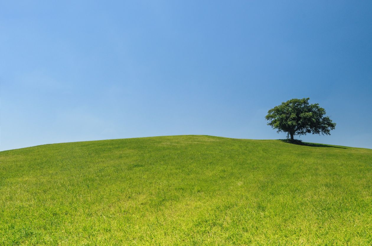 Lonely tree on a green hill Stock Free