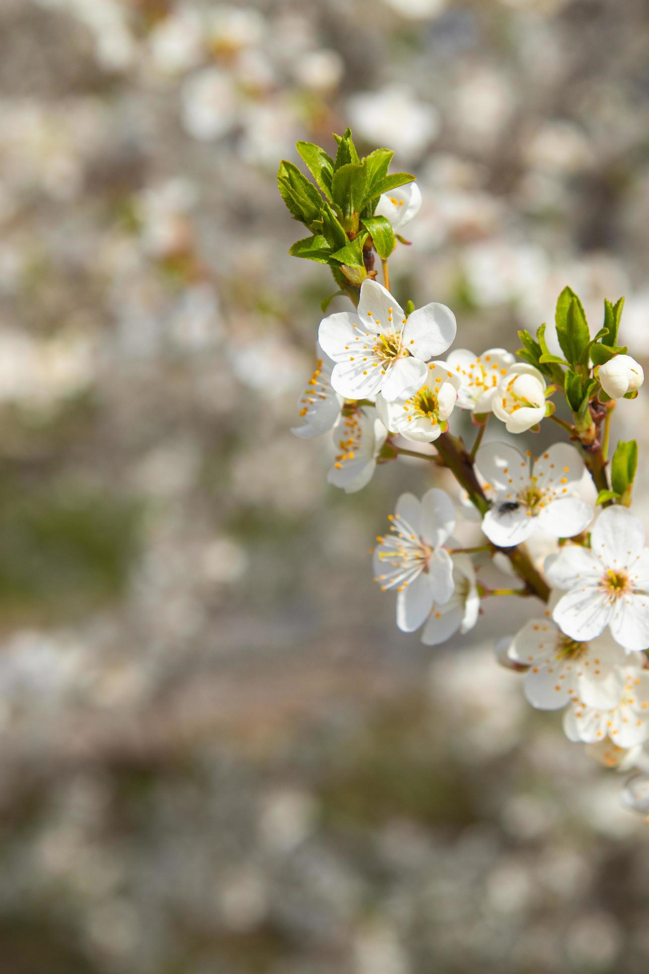 Spring bloom white flowers. Cherry blossom twigs Stock Free