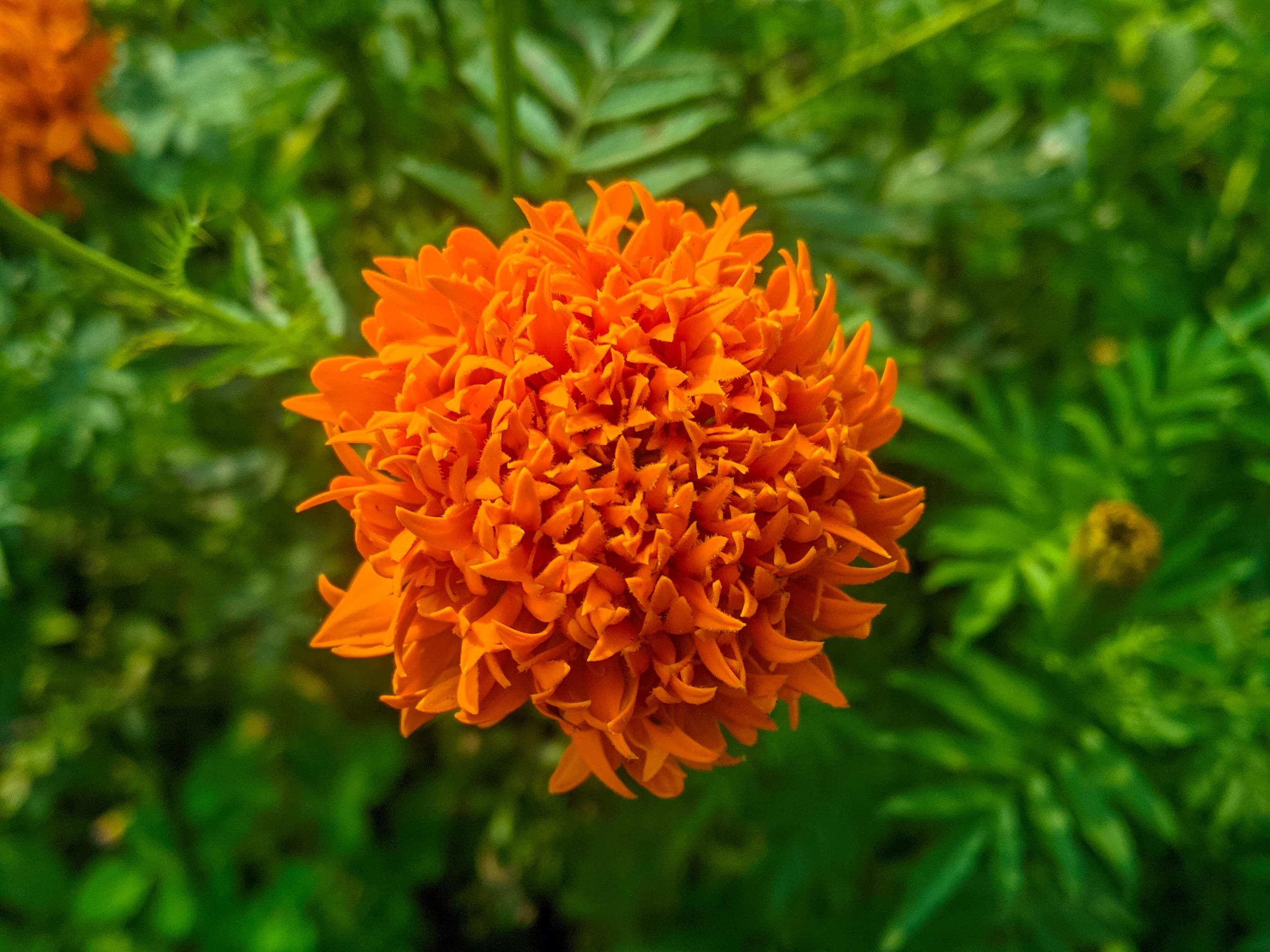 Orange marigold flowers. This flower has the meaning of beauty, wealth, fame, and warmth Stock Free