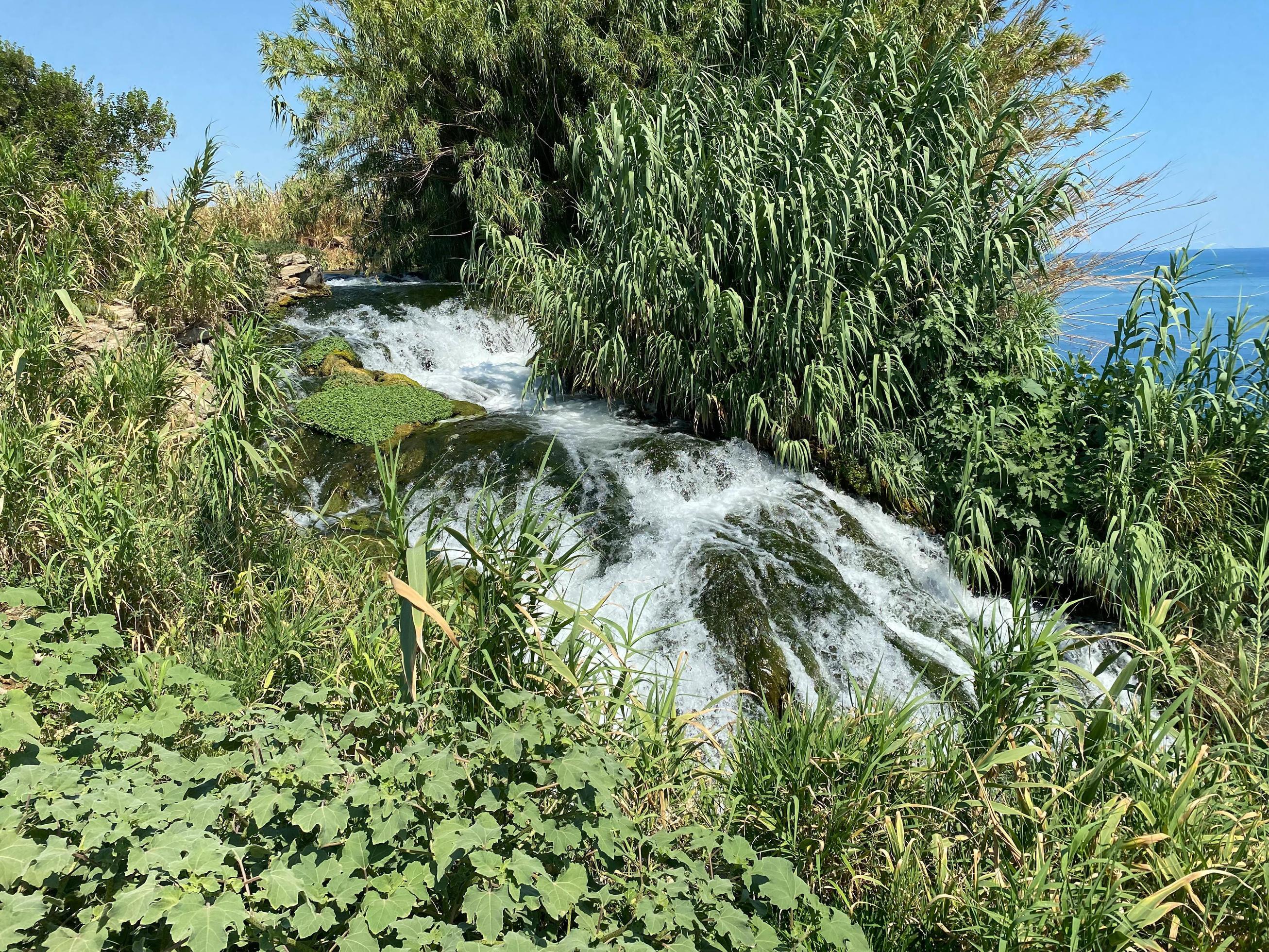 
									plant tropical stream waterfall forest nature green plant tree rainforest tropical jungle small waterfall Stock Free