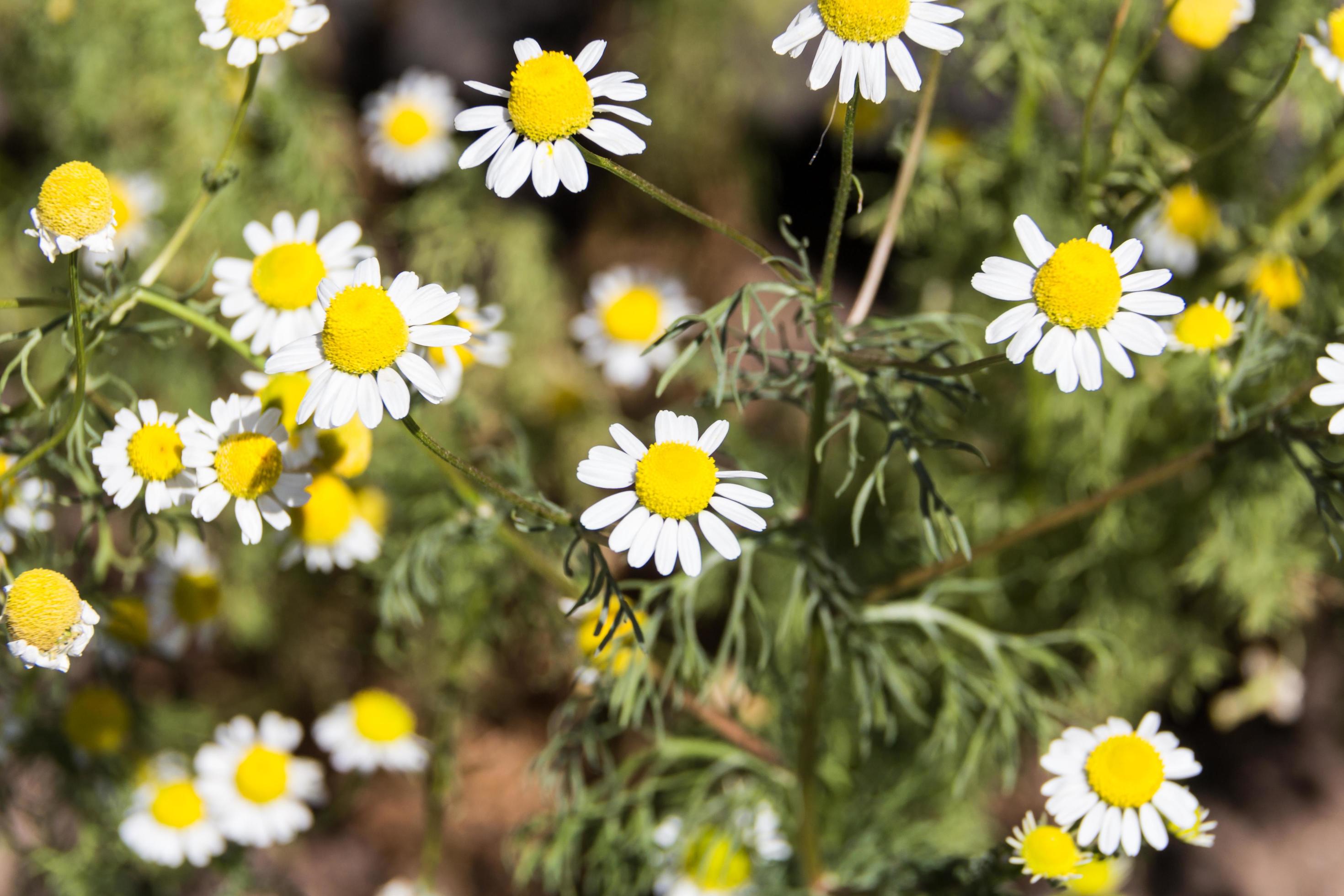 organic chamomile flowered in spring Stock Free