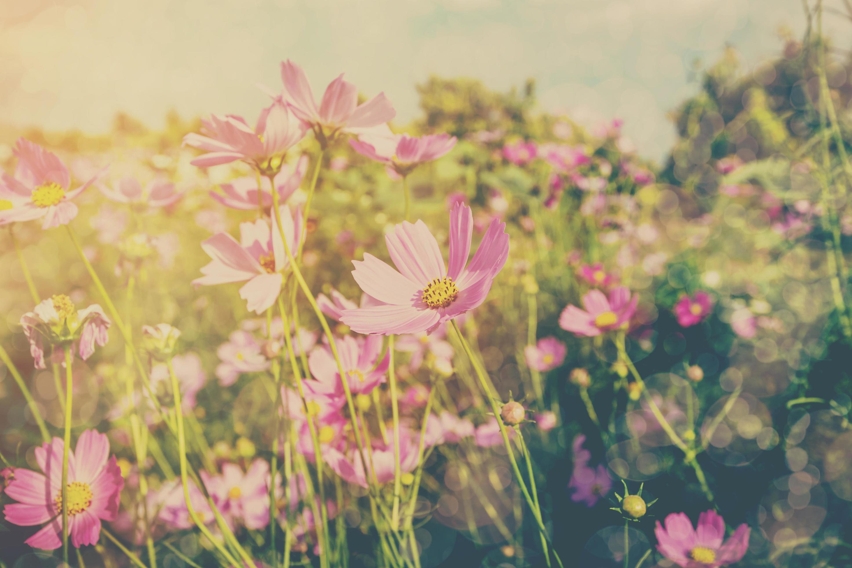 Cosmos flower and sunlight with vintage tone. Stock Free