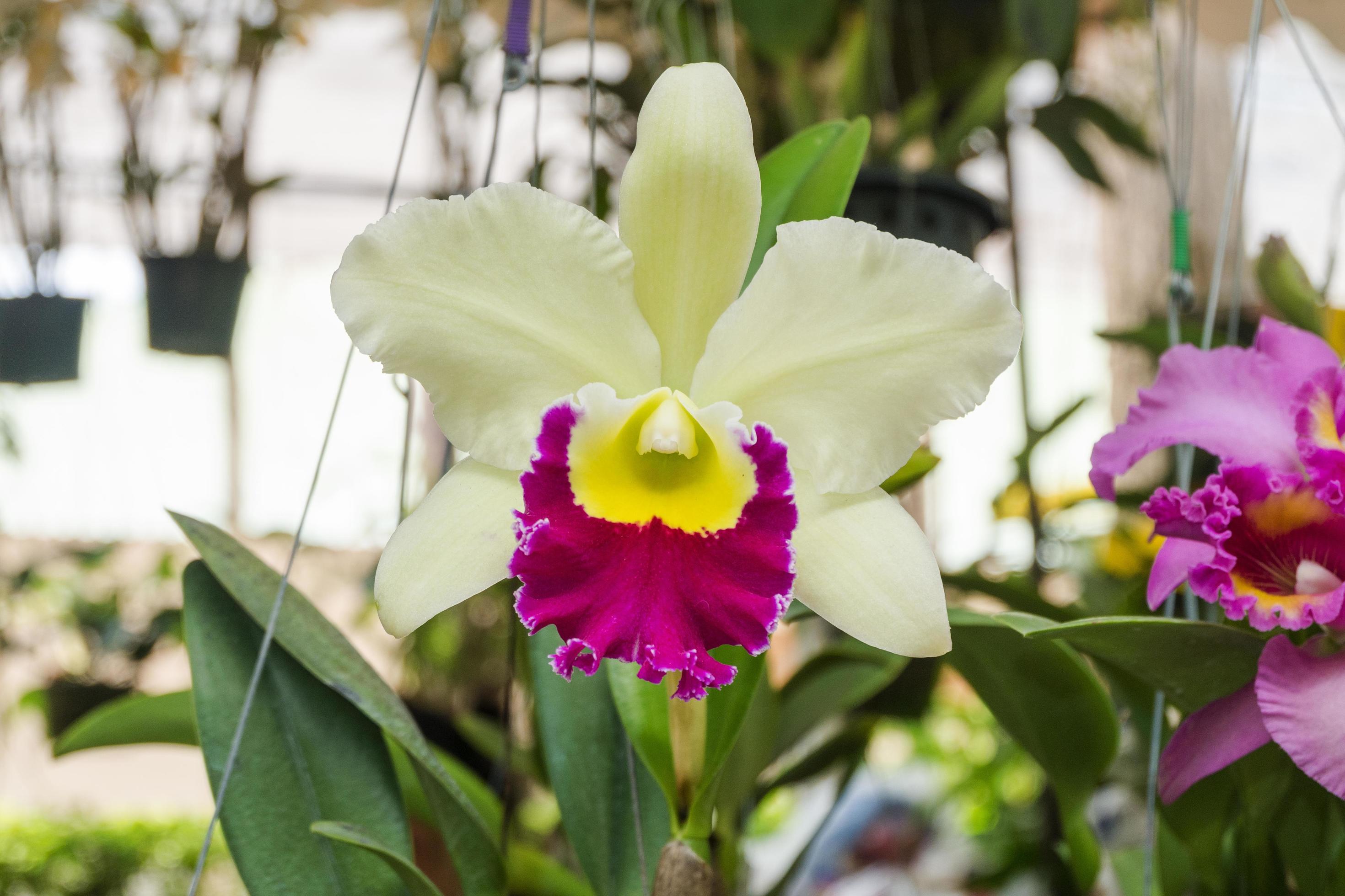 blooming white cattleya orchid flower Stock Free